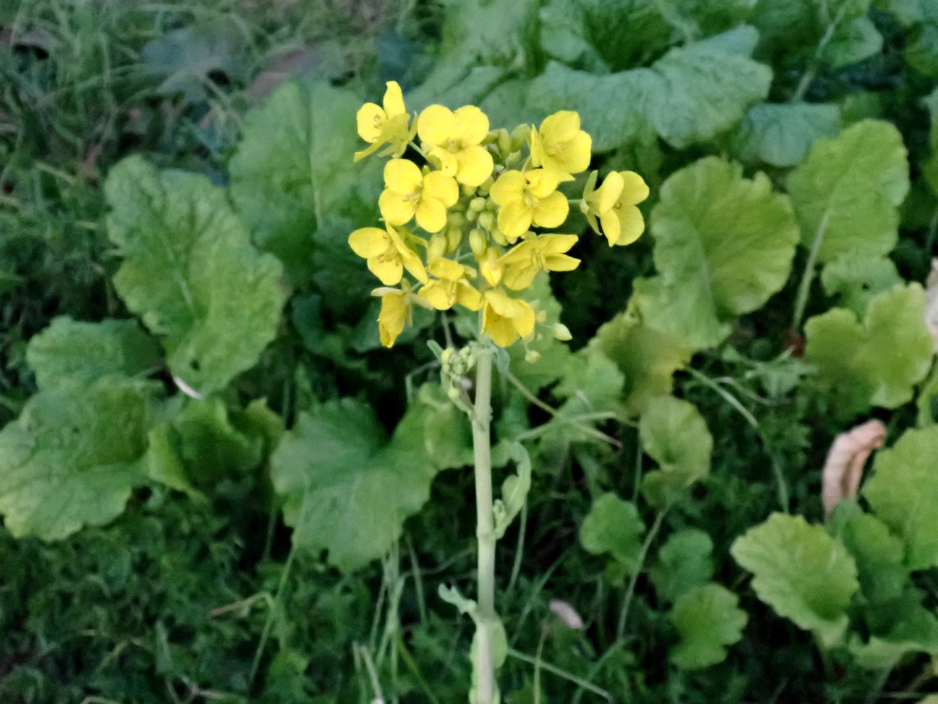 アブラナ（菜の花）の高解像度の写真です。横浜市 青葉区 寺家ふるさと村 で、2023年12月に撮影したものです。