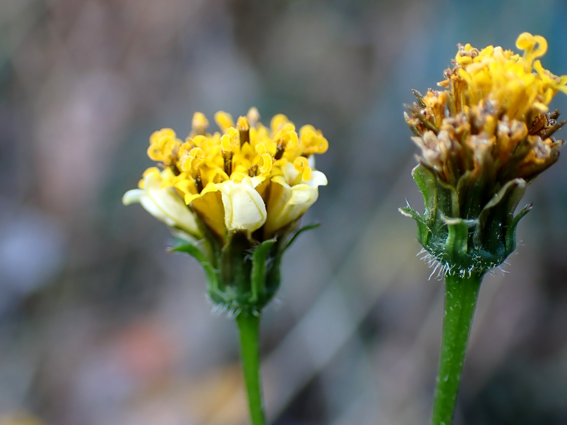 アイノコセンダングサの花を横から見た高画質写真です。花の周囲にある小さな白い花びらが良く判ります。横浜市 青葉区 寺家ふるさと村で、2023年12月17日に撮影したものです。