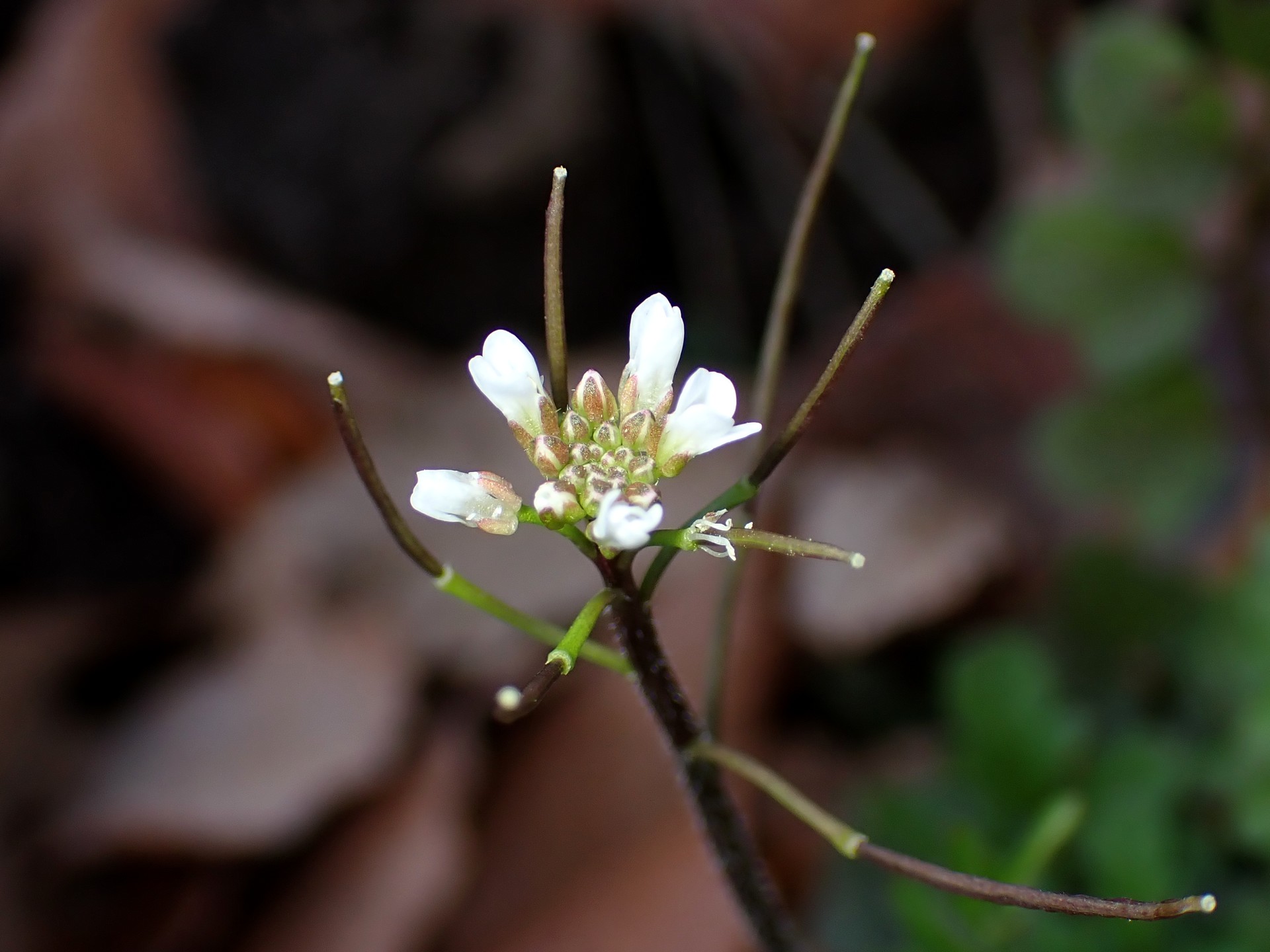 アキノタネツケバナの花の高解像度写真です。周囲には花弁が既に落ちた花が数本、白い花びらを付けた花が数個、中央には蕾が十個以上あります。横浜市 青葉区 寺家ふるさと村で、2023年12月16日に撮影したものです。