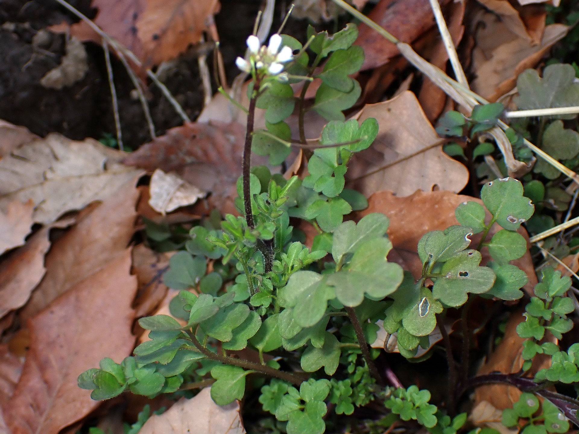 アキノタネツケバナの全体の高解像度写真です。アキノタネツケバナの特徴である小葉が全て掌状に浅く裂けるのが写っています。横浜市 青葉区 寺家ふるさと村で、2023年12月16日に撮影したものです。