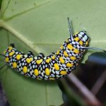 アサギマダラの幼虫の高画質写真です。アサギマダラは幼虫で越冬しますが、冬を越せる幼虫は5mm程度の大きさのものです。写真のサイズの幼虫では越冬は無理とのこと。横浜市 青葉区 寺家ふるさと村で、2023年12月20日に撮影したものです。