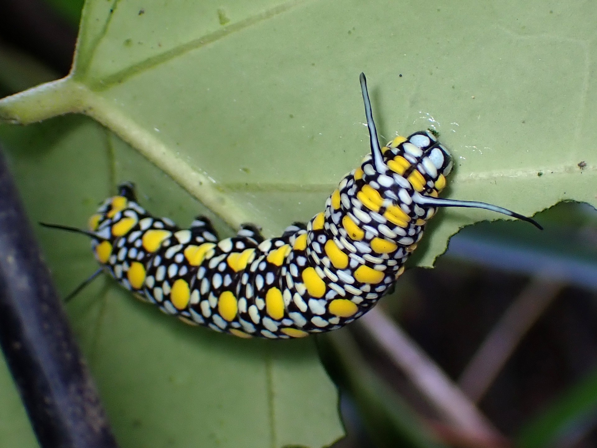 アサギマダラの幼虫の高画質写真です。アサギマダラは幼虫で越冬しますが、冬を越せる幼虫は5mm程度の大きさのものです。写真のサイズの幼虫では越冬は無理とのこと。横浜市 青葉区 寺家ふるさと村で、2023年12月20日に撮影したものです。