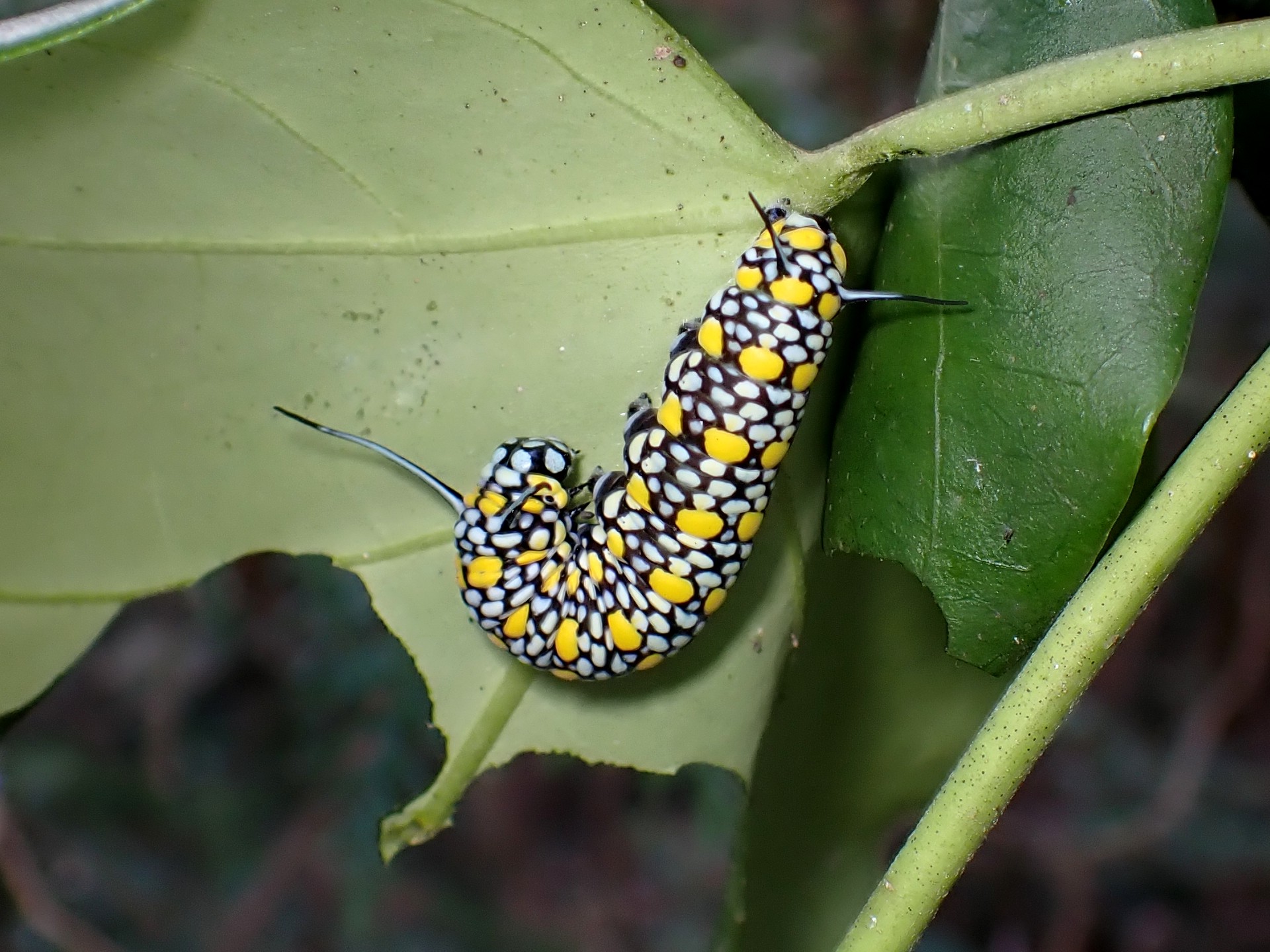アサギマダラの幼虫の高画質写真です。横浜市 青葉区 寺家ふるさと村で、2023年12月20日に撮影したものです。