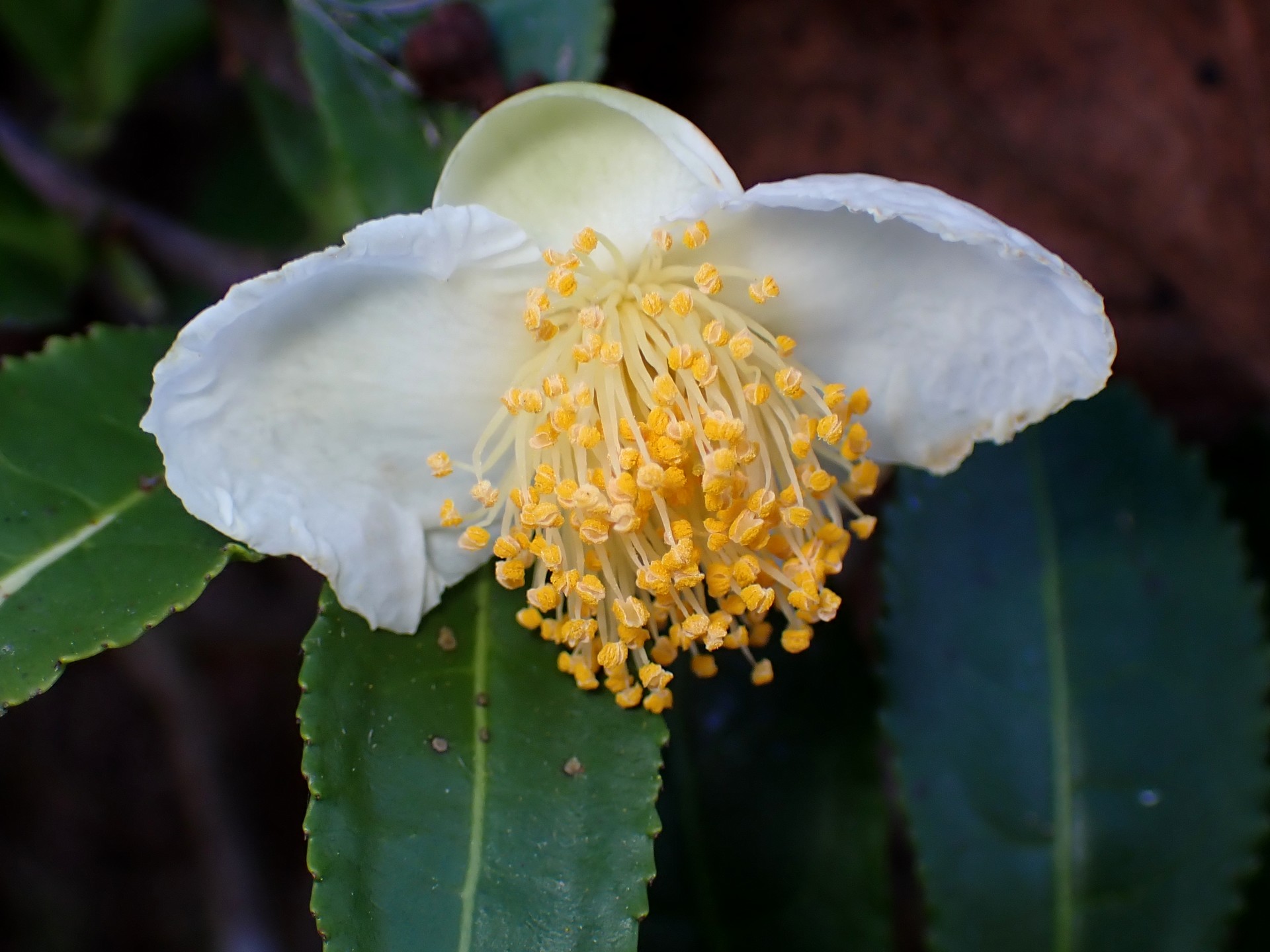 チャノキ（茶の木）の花の高画質写真です。道端（どこかの家の敷地の端？）に咲いていました。雄しべの先が既に開いています。横浜市 青葉区 寺家ふるさと村で、2023年12月17日に撮影したものです。