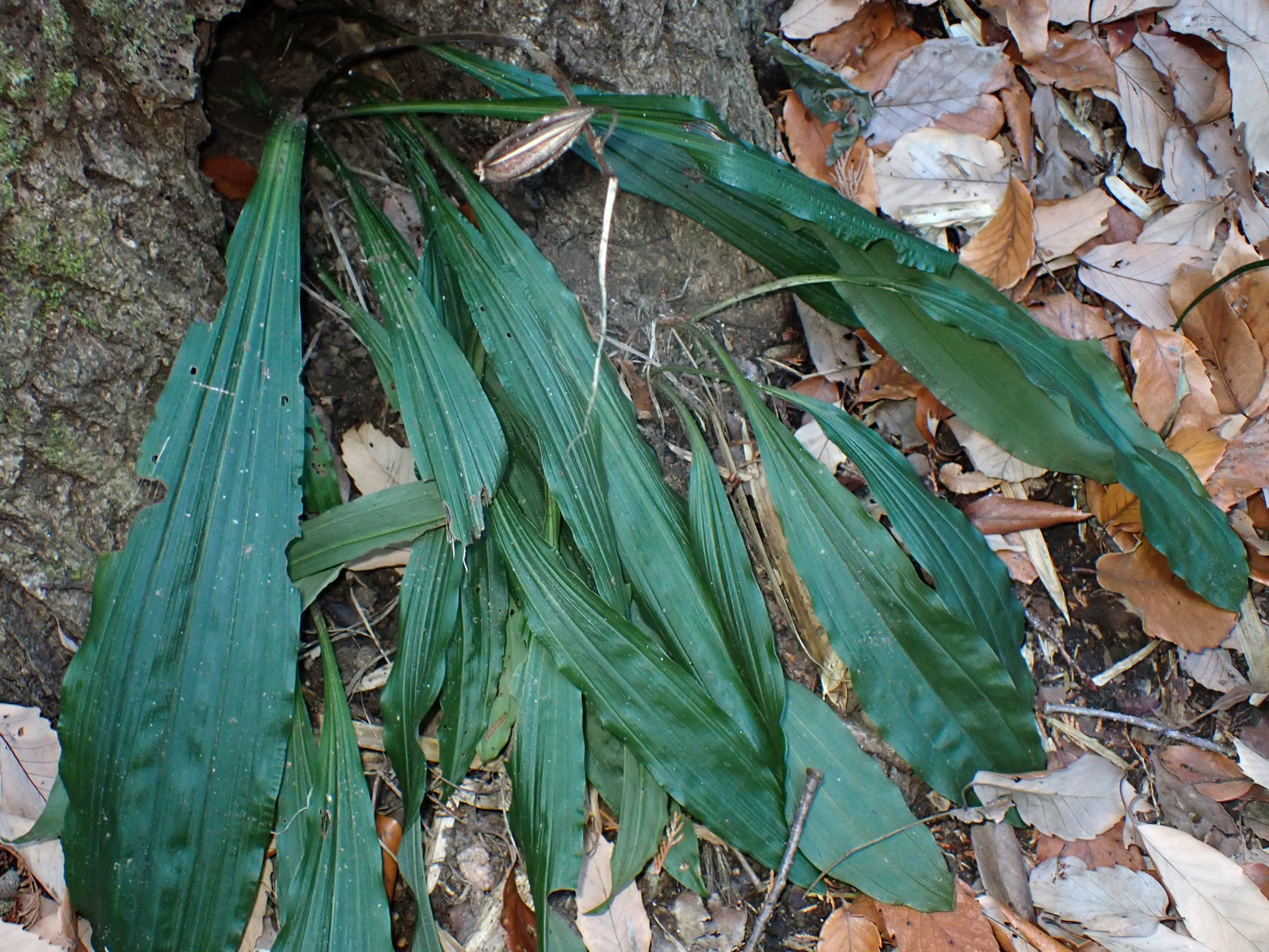 エビネの種（サヤ）、葉を含む全体の高画質写真です。冬でも緑色の葉が良く判ります。横浜市 青葉区 寺家ふるさと村で、2023年12月21日に撮影したものです。