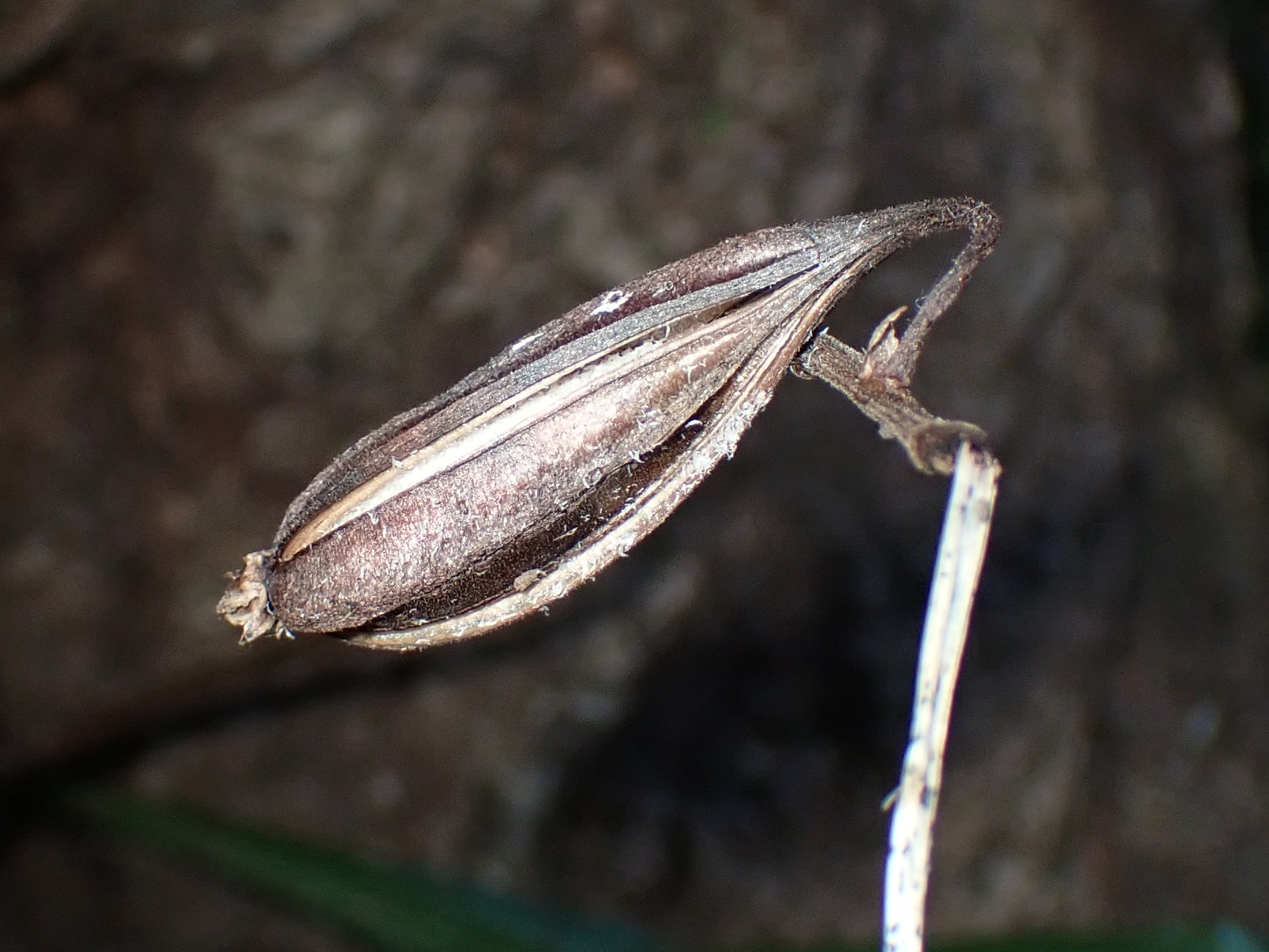 エビネの種（サヤ）の高画質写真です。ラン科の特徴のサヤが縦に割れる様子がよく判ります。横浜市 青葉区 寺家ふるさと村で、2023年12月21日に撮影したものです。