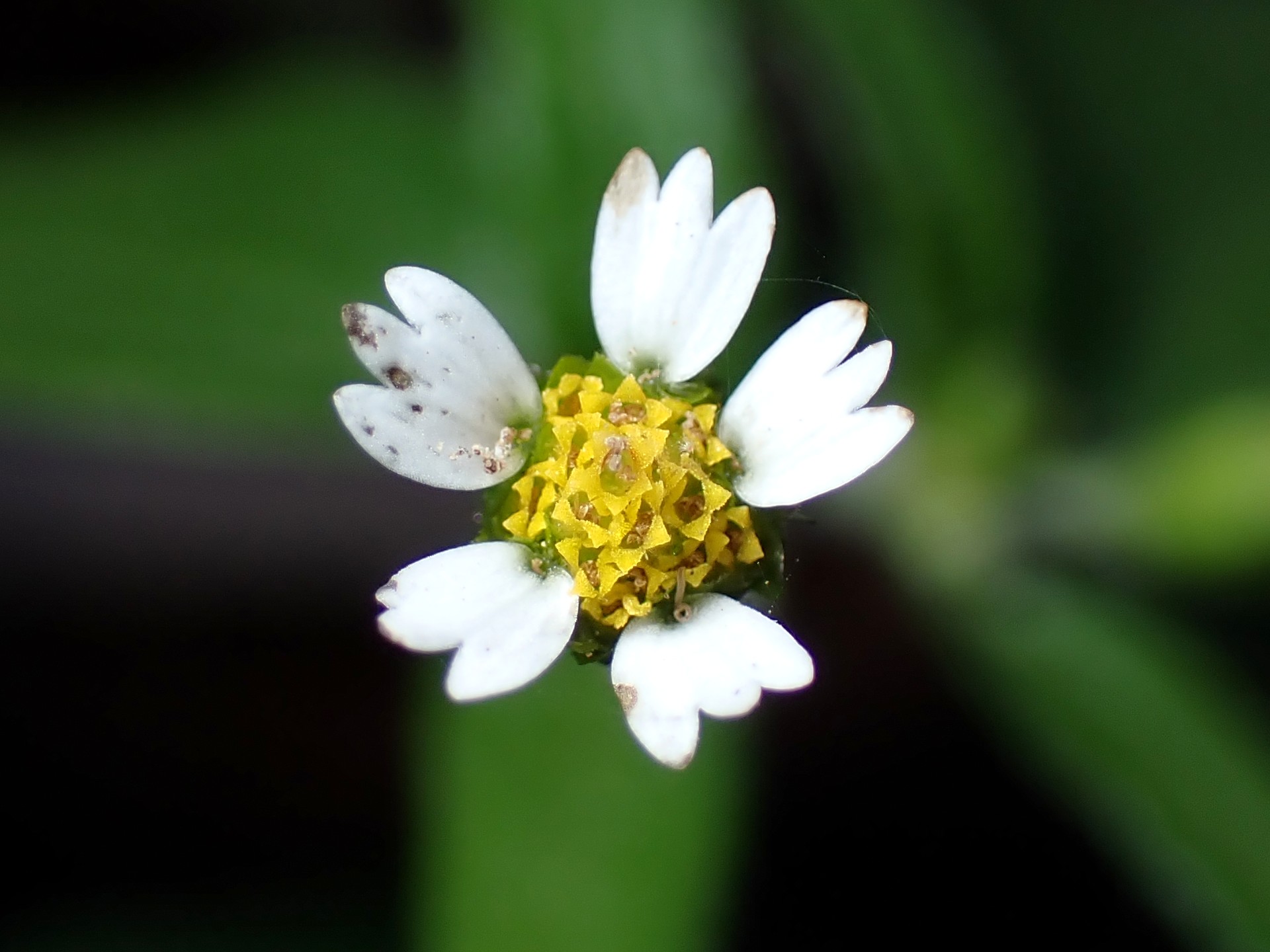 ハキダメギクの花の拡大写真です。中央の黄色の筒状花、周りにある白い舌状花が写っています。花の直径は約5mmです。