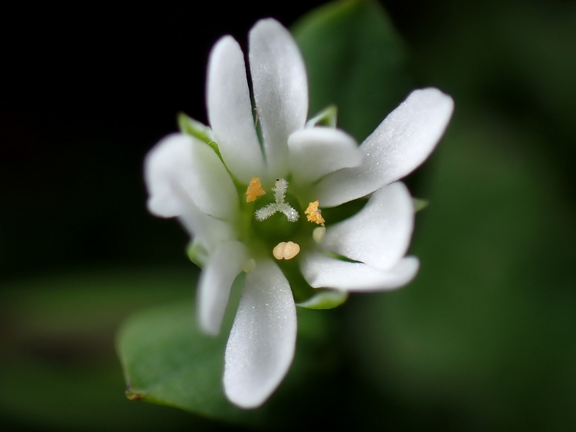 ハコベの花の高画質写真です。雌しべの先端が3つに分かれ周りに花粉を持った黄色の雄しべがはっきり写っています。横浜市 青葉区 寺家ふるさと村で、2023年12月14日に撮影したものです。