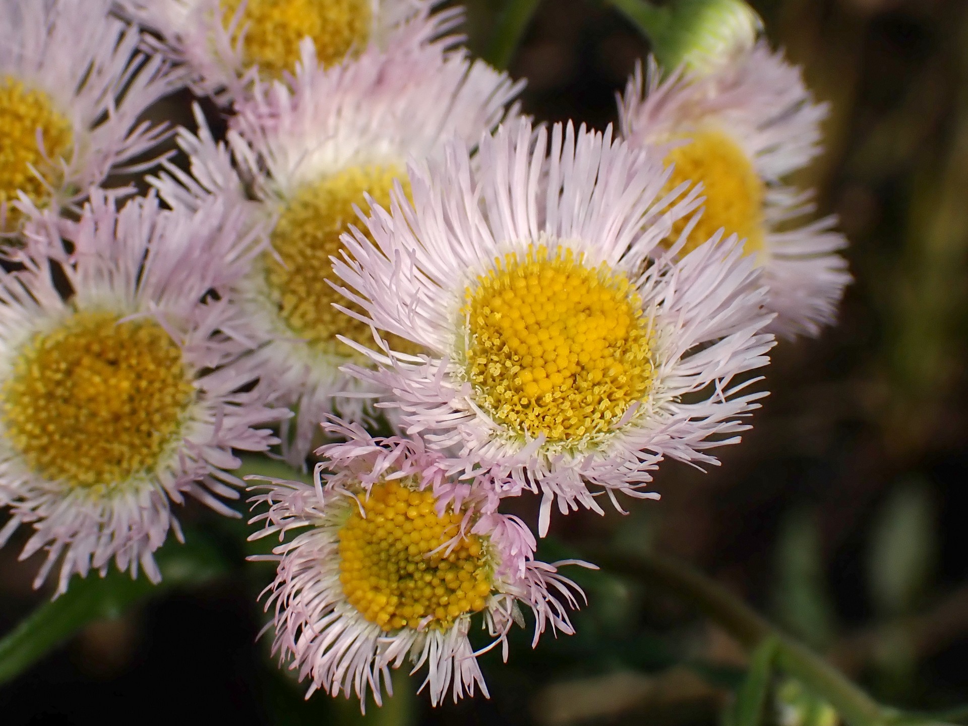 ハルジオンの花の高画質写真です。花の中心の黄色部分には未だ開いていない小花があります。横浜市 青葉区 寺家ふるさと村で、2023年12月17日に撮影したものです。