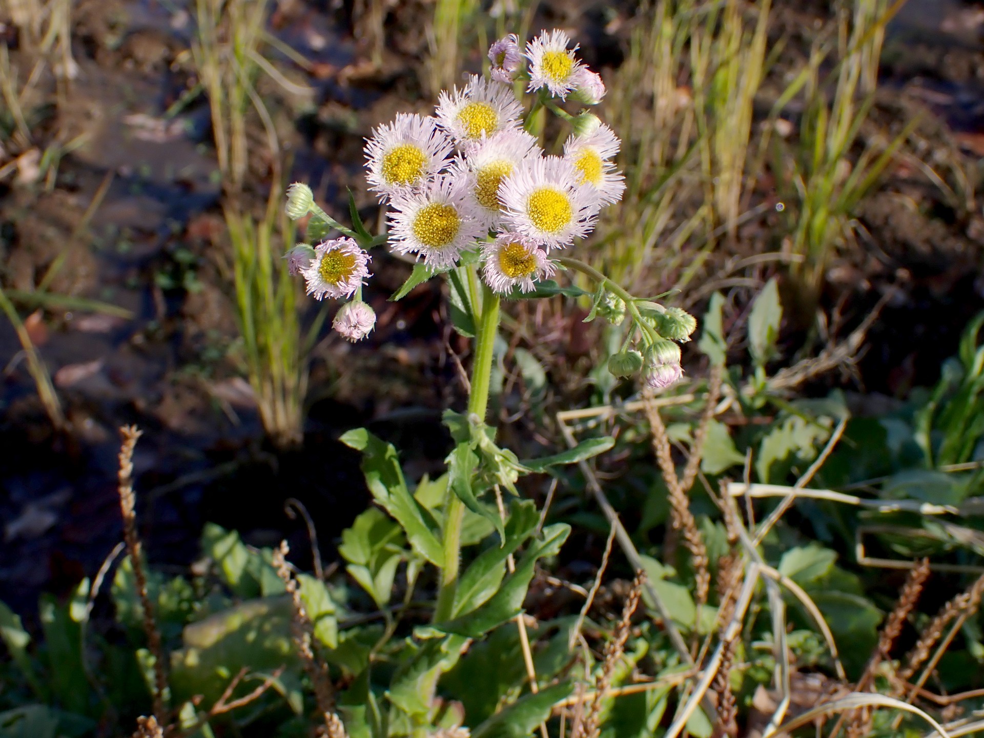 ハルジオンの全体の高画質写真です。つぼみが下向きに付いているのが判ります。横浜市 青葉区 寺家ふるさと村で、2023年12月17日に撮影したものです。