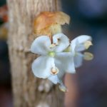 ヒイラギの花の高画質写真です。4枚の白い花びら、2本の雄しべ、中央のウグイス色の雌しべがはっきり写っています。横浜市 青葉区 寺家ふるさと村で、2023年12月25日に撮影したものです。