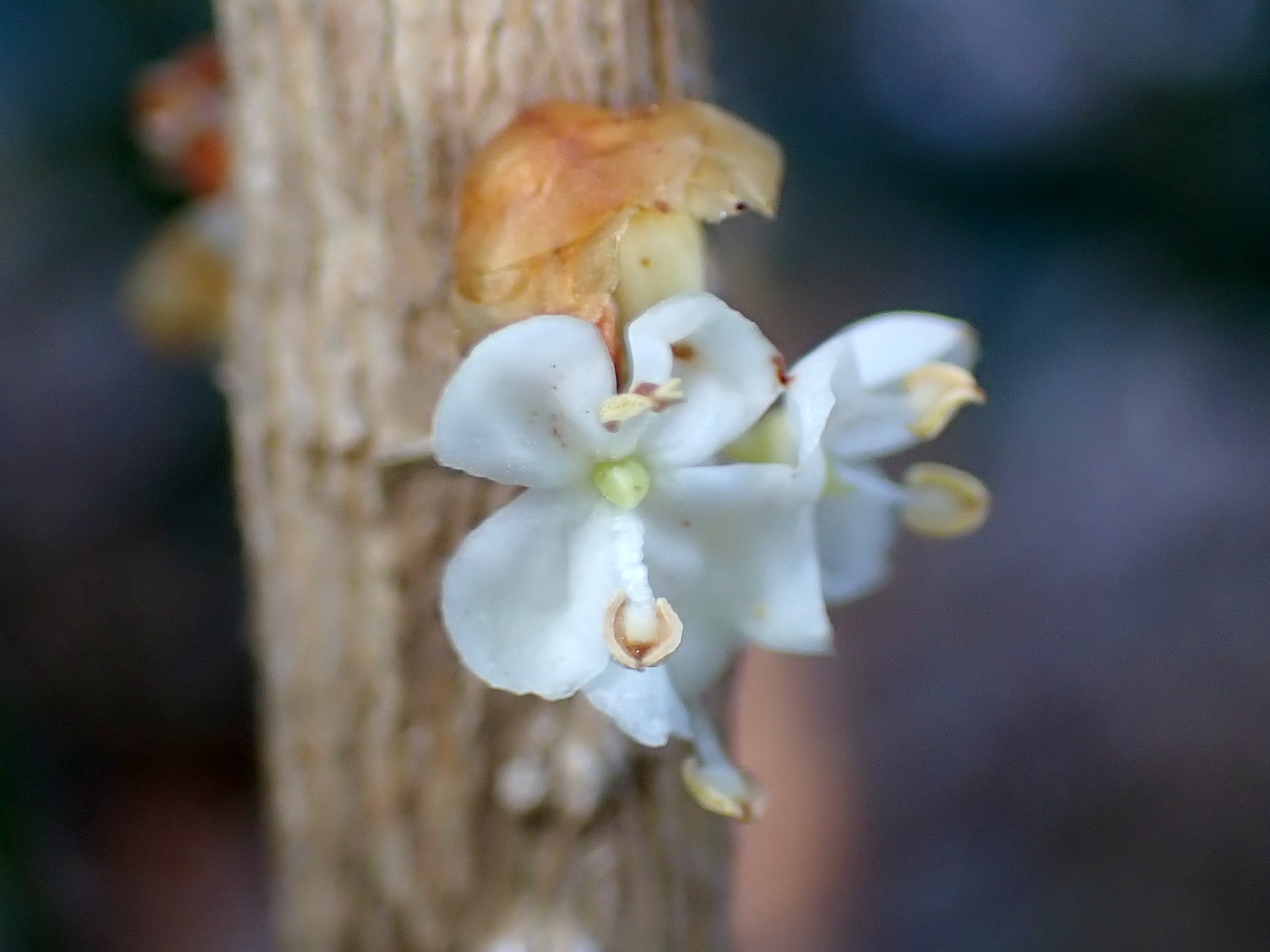 ヒイラギの花の高画質写真です。4枚の白い花びら、2本の雄しべ、中央のウグイス色の雌しべがはっきり写っています。横浜市 青葉区 寺家ふるさと村で、2023年12月25日に撮影したものです。