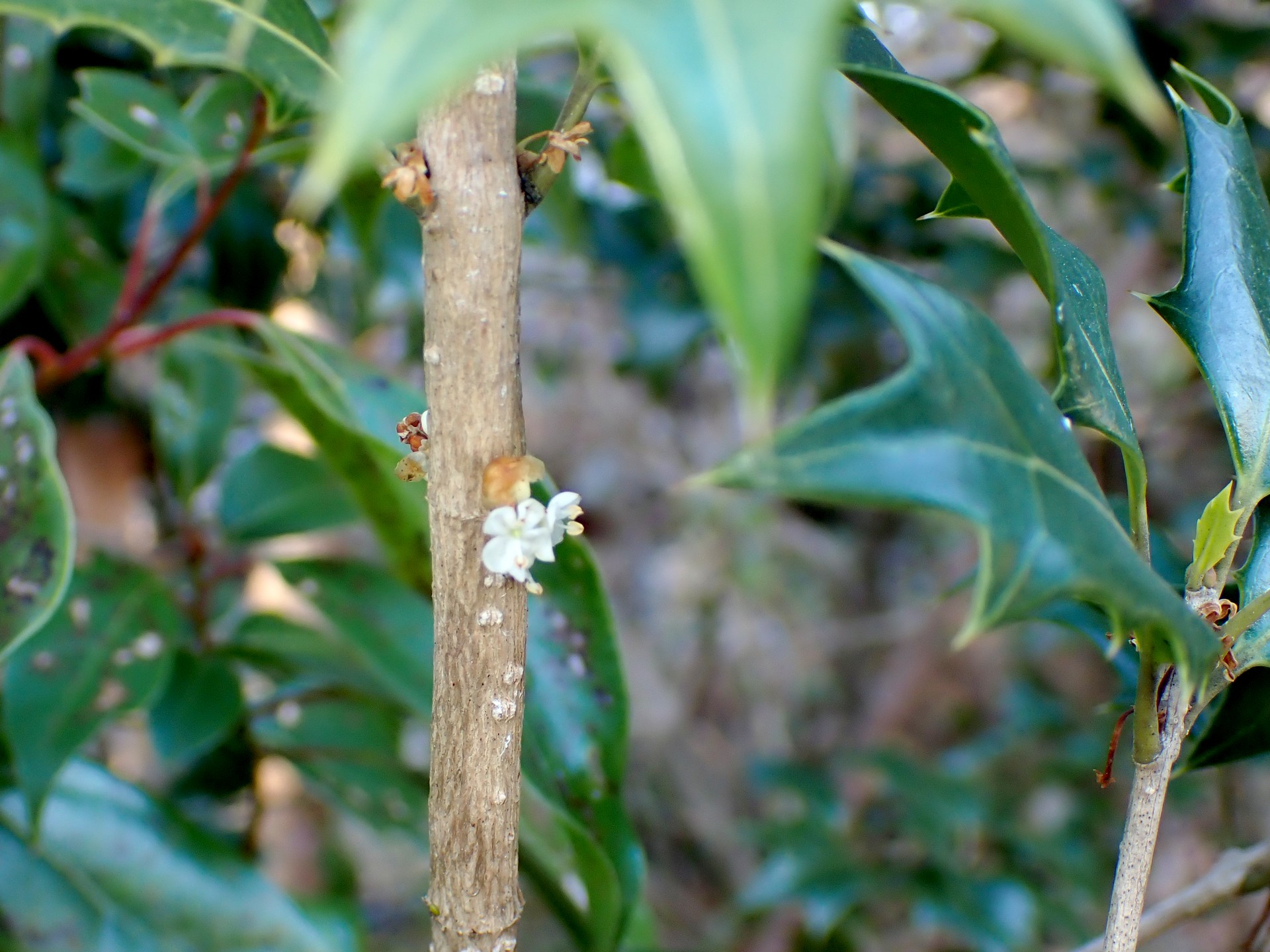 ヒイラギの花、幹、葉を写した高画質写真です。幹に直接花が付く様子が良く判ります。また、葉にトゲがある様子も写っています。横浜市 青葉区 寺家ふるさと村で、2023年12月25日に撮影したものです。