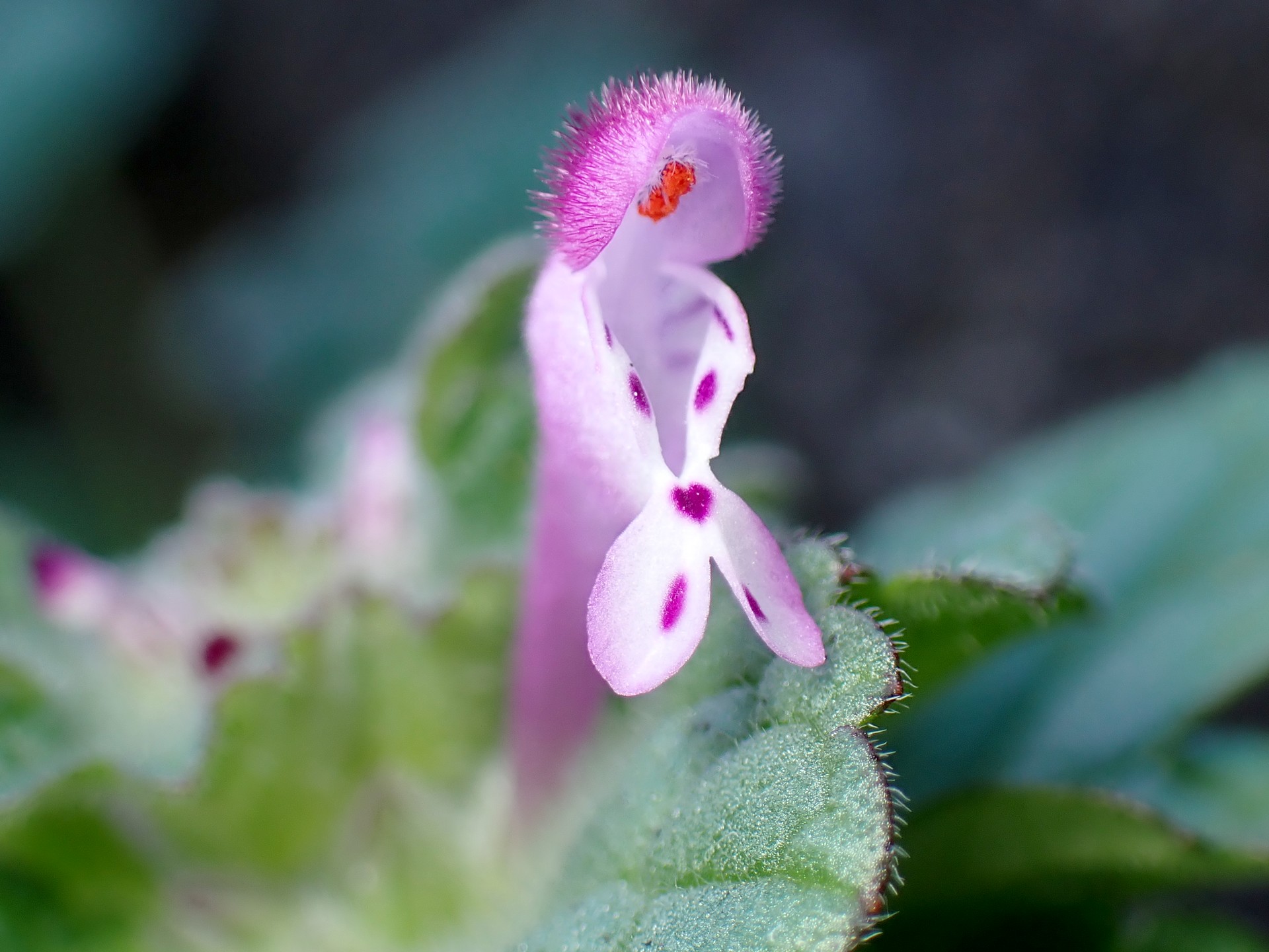 ホトケノザの花の拡大 高画質写真です。上唇（上の花びら）に毛が密生している様子、上唇の内側にある真っ赤な部分が写っています。横浜市 青葉区 寺家ふるさと村で、2023年12月17日に撮影したものです。