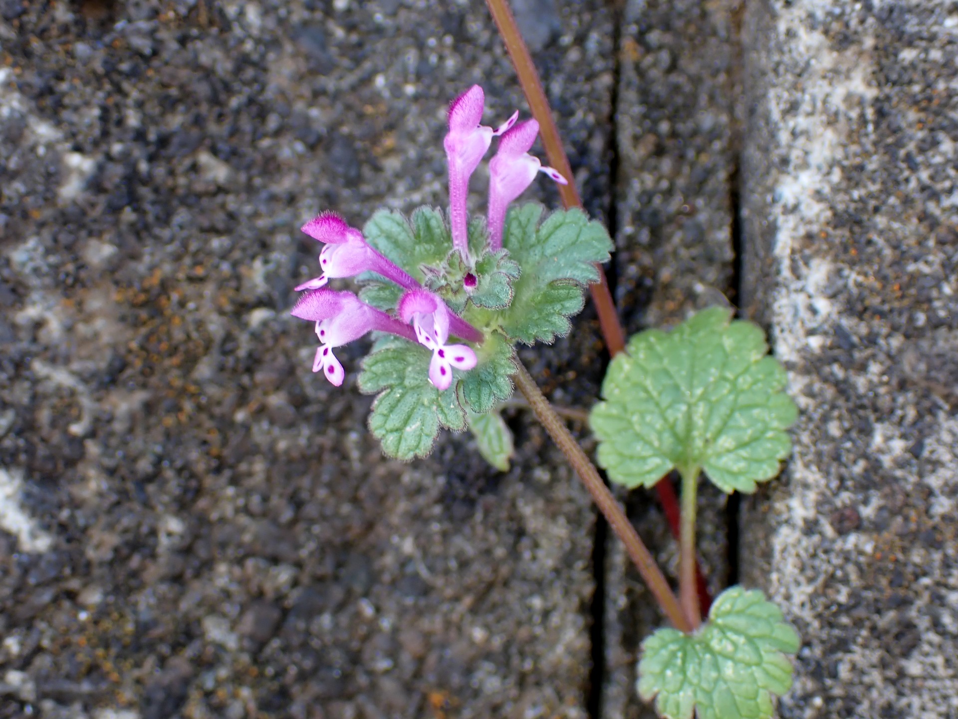 ホトケノザの全体の高画質写真です。日当たりの良いコンクリート石垣の隙間からホトケノザが生えている写真です。横浜市 青葉区 寺家ふるさと村で、2023年12月17日に撮影したものです。