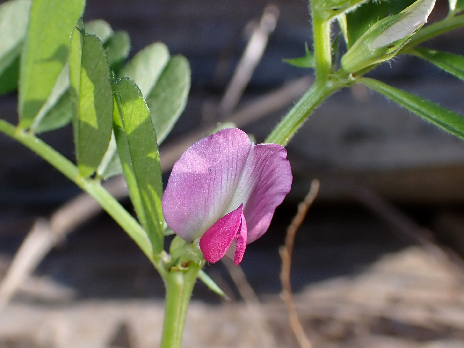カラスノエンドウ（ヤハズエンドウ）の花の高画質写真です。葉とつぼみも写っています。本来 3～6月に咲きますが、どうしたことか12月に咲いていました。横浜市 青葉区 寺家ふるさと村で、2023年12月17日に撮影したものです。