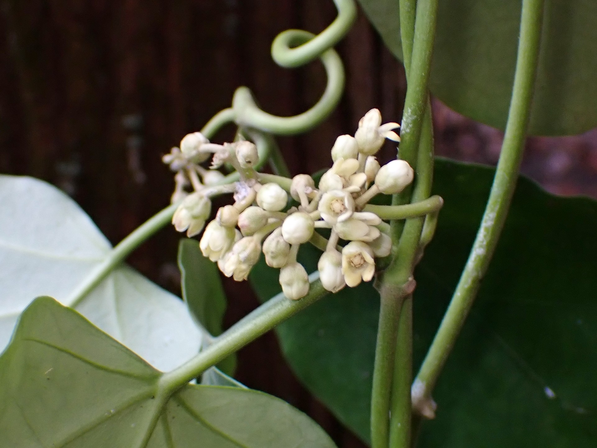キジョランの花の高画質写真です。キジョランの花期は 8～11月、12月に咲くのは珍しいです。横浜市 青葉区 寺家ふるさと村で、2023年12月20日に撮影したものです。