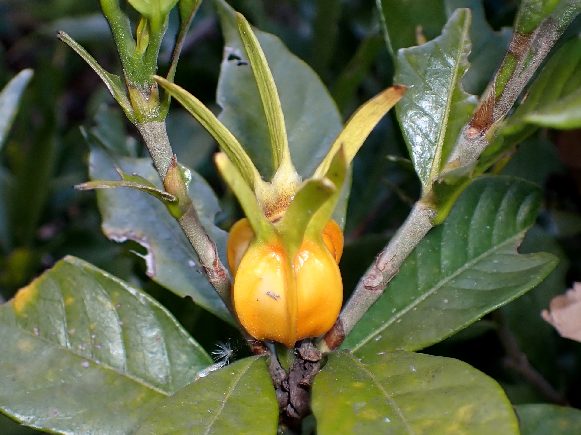 クチナシの実の高画質写真です。クチナシの実は食物の着色材料として使われます。鮮やかな黄色の実です。横浜市 青葉区 寺家ふるさと村で、2023年12月21日に撮影したものです。