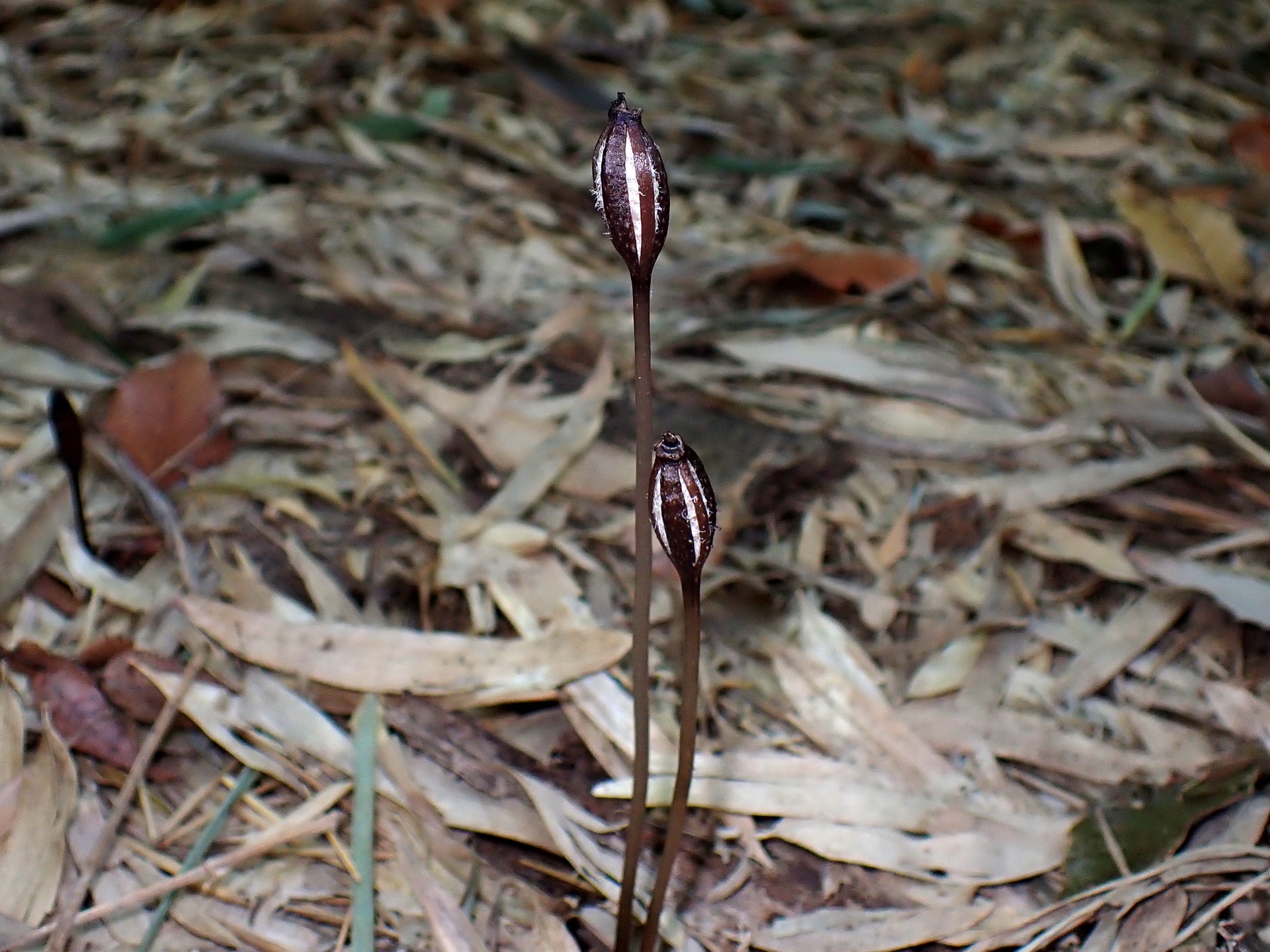 クロヤツシロランの種の高画質写真です。2本の茎と種が入ってサヤが写っています。サヤは既に複数個の縦の割れ目が出来ています。横浜市 青葉区 寺家ふるさと村で、2023年12月17日に撮影したものです。