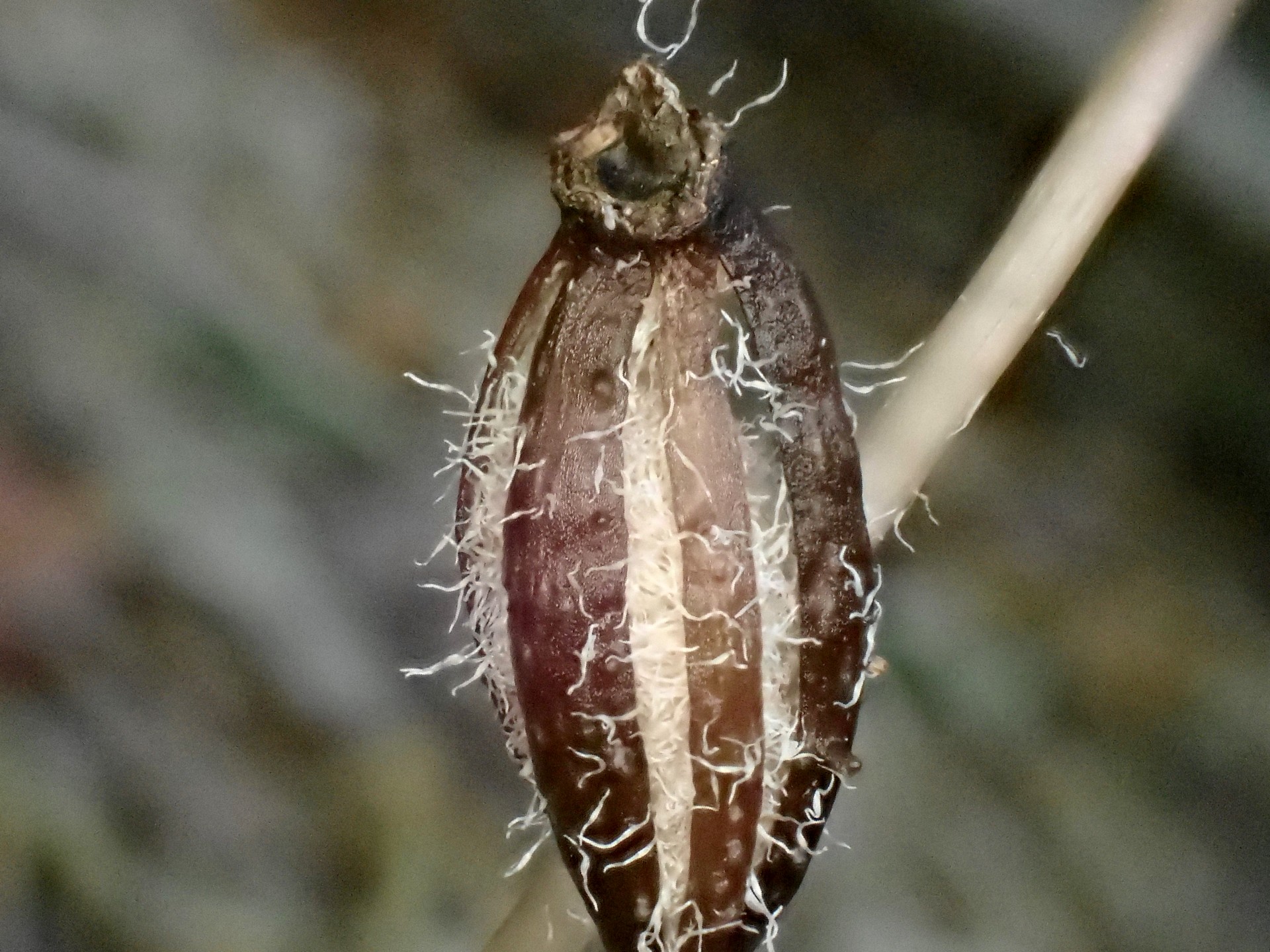 クロヤツシロランの種の拡大高画質写真です。サヤの割れ目から白い糸状のものが出ている様子がよく判ります。横浜市 青葉区 寺家ふるさと村で、2023年12月17日に撮影したものです。