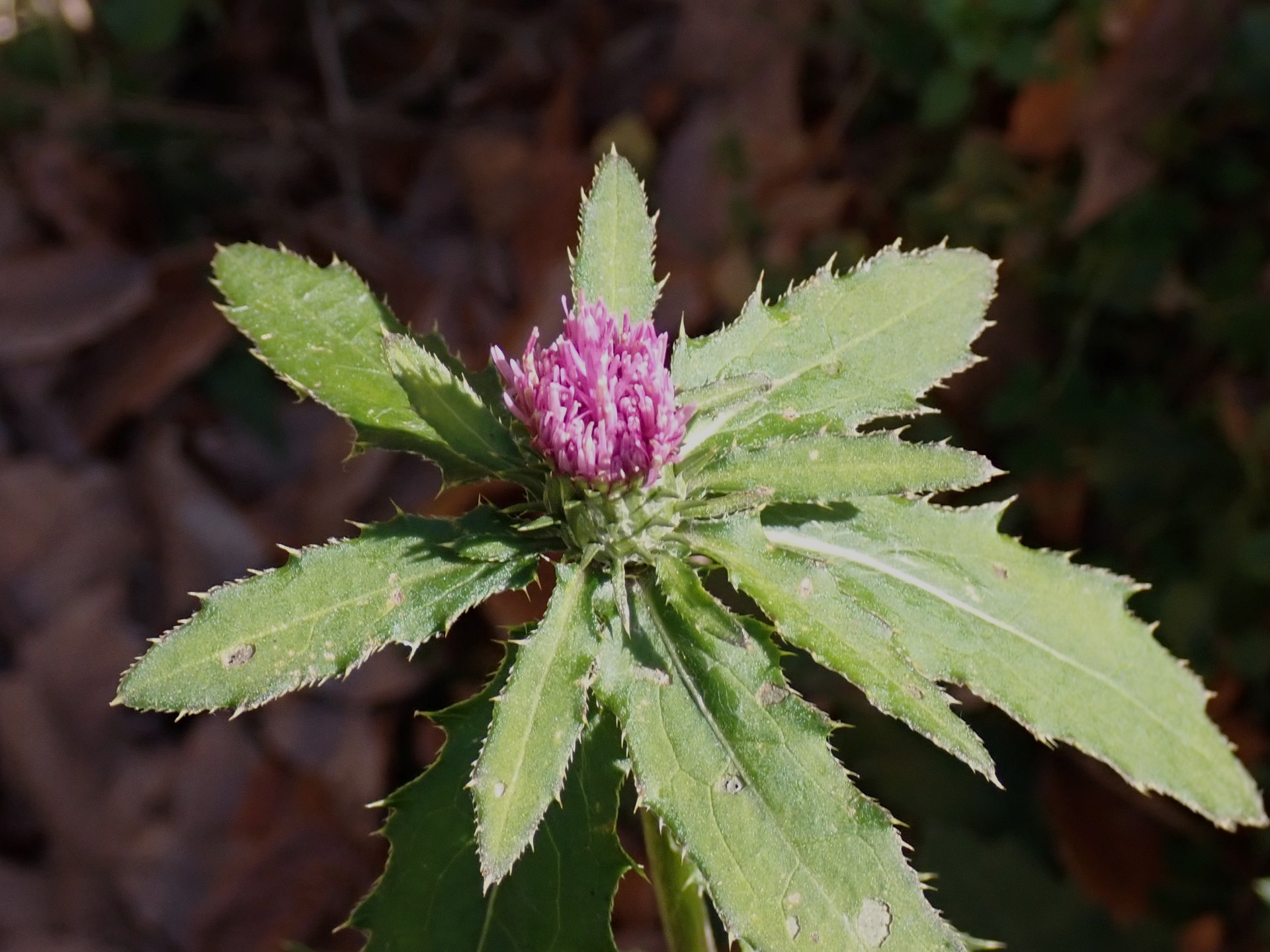 クルマアザミのつぼみの高画質写真です。日当たりの良い場所です。横浜市 青葉区 寺家ふるさと村で、2023年12月17日に撮影したものです。