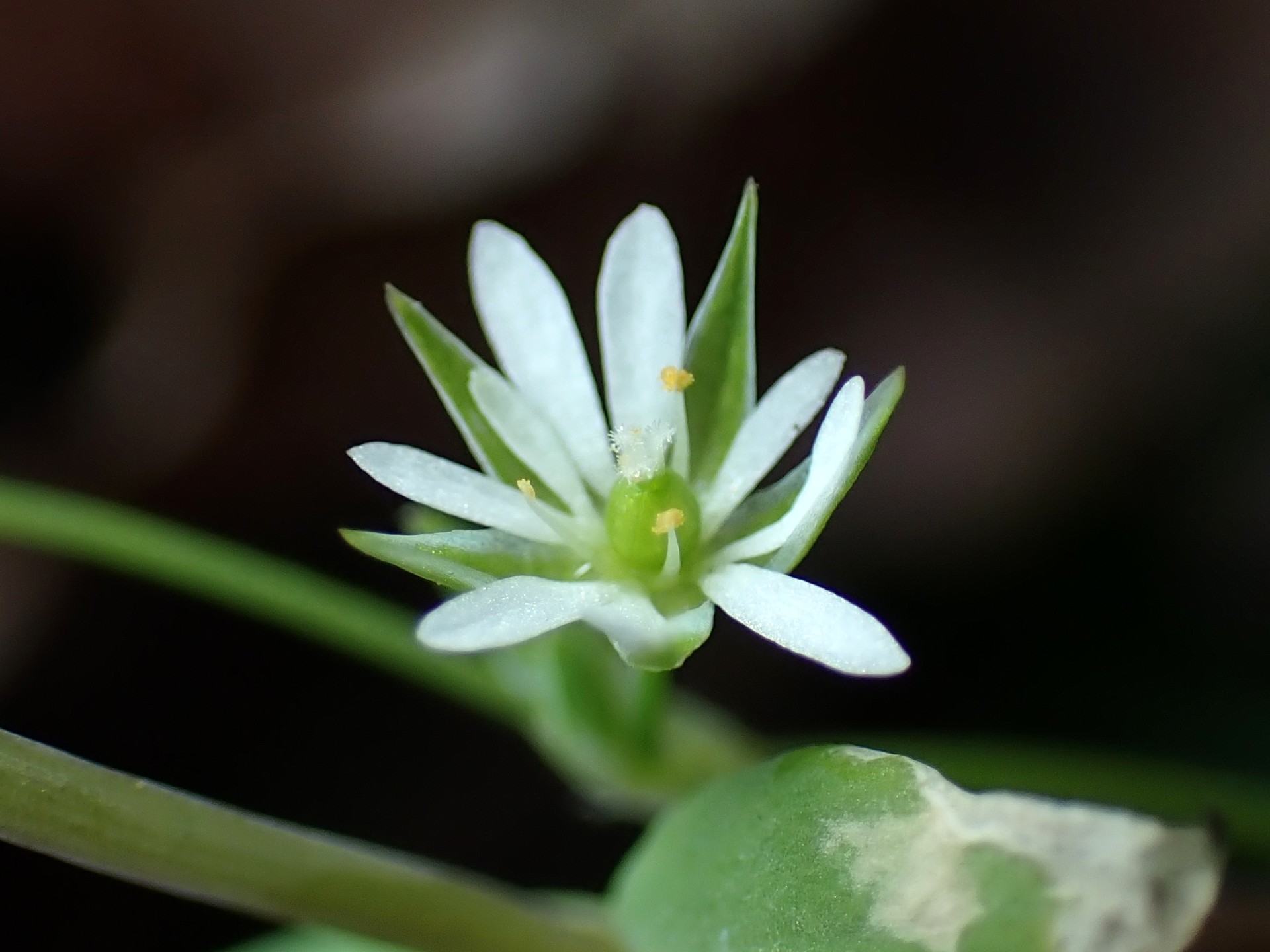ミドリハコベの花の高画質写真です。ミドリハコベの特徴は「茎が緑色」です。本来は春の花ですが秋にも咲くことがあります。冬に咲くのは珍しいです。横浜市 青葉区 寺家ふるさと村で、2023年12月16日に撮影したものです。
