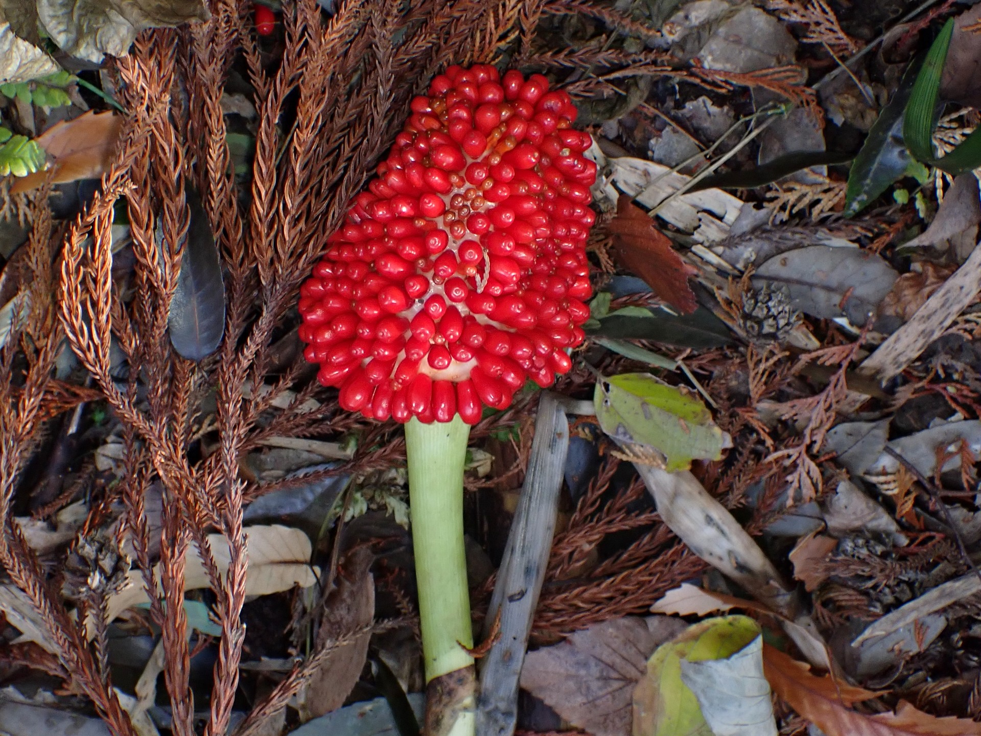 ムサシアブミの実の高画質写真です。既に倒れていますが、巨大な実で、赤い色が鮮やかです。横浜市 青葉区 寺家ふるさと村で、2023年12月17日に撮影したものです。