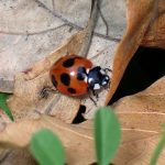 ナナホシテントウの成虫の高画質写真です。ナナホシテントウは成虫で越冬します。冬でも暖かい日は活動します。横浜市 青葉区 寺家ふるさと村で、2023年12月16日に撮影したものです。