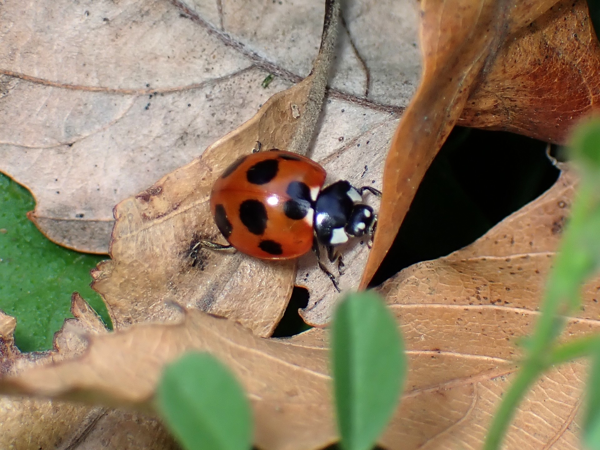 ナナホシテントウの成虫の高画質写真です。ナナホシテントウは成虫で越冬します。冬でも暖かい日は活動します。横浜市 青葉区 寺家ふるさと村で、2023年12月16日に撮影したものです。