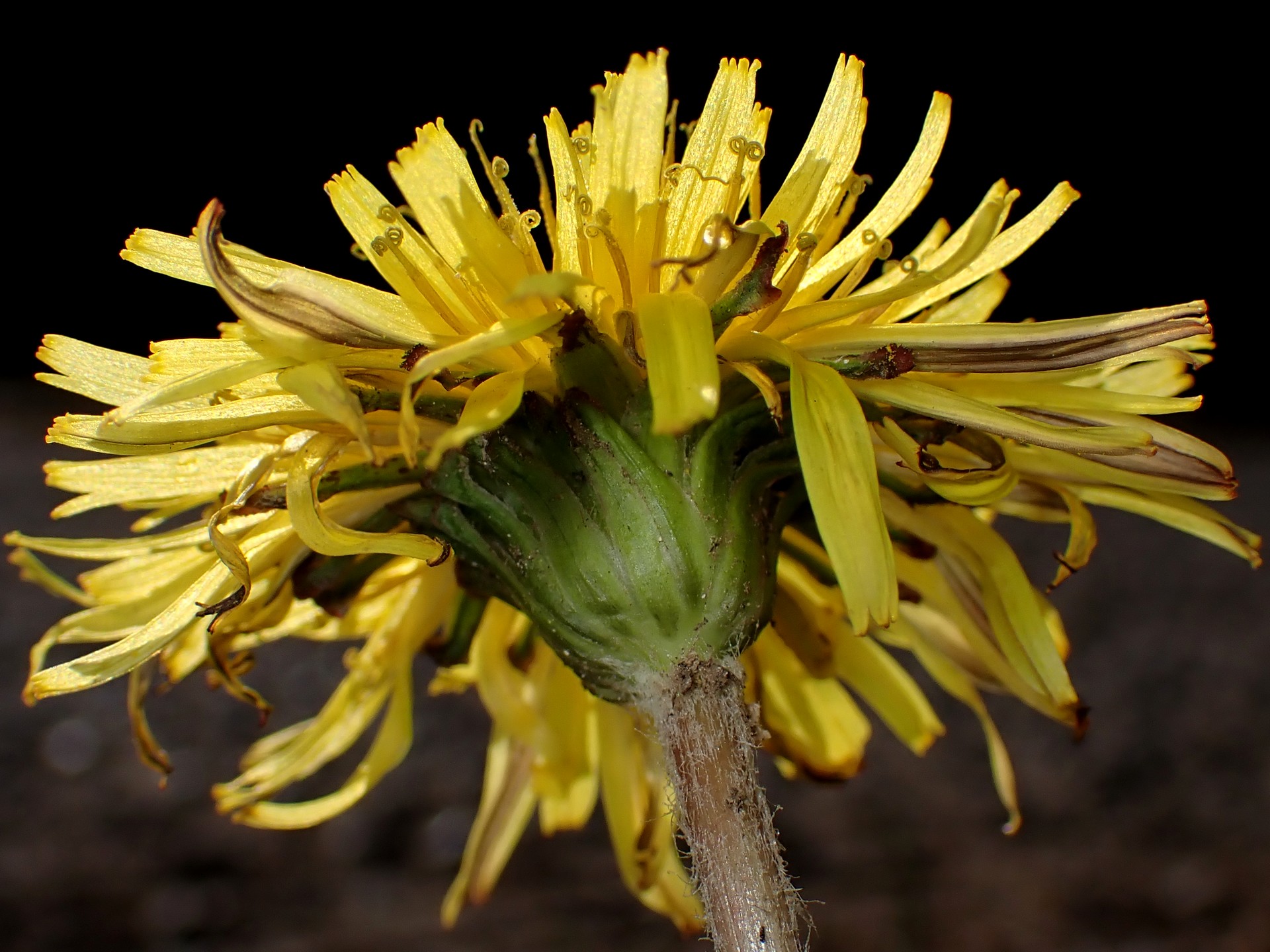 ニホンタンポポの花を下から撮影した高画質写真です。ニホンタンポポを見分ける上で重要な総苞片が「そりかえっていない」がはっきり写っています。横浜市 青葉区 寺家ふるさと村で、2023年12月17日に撮影したものです。