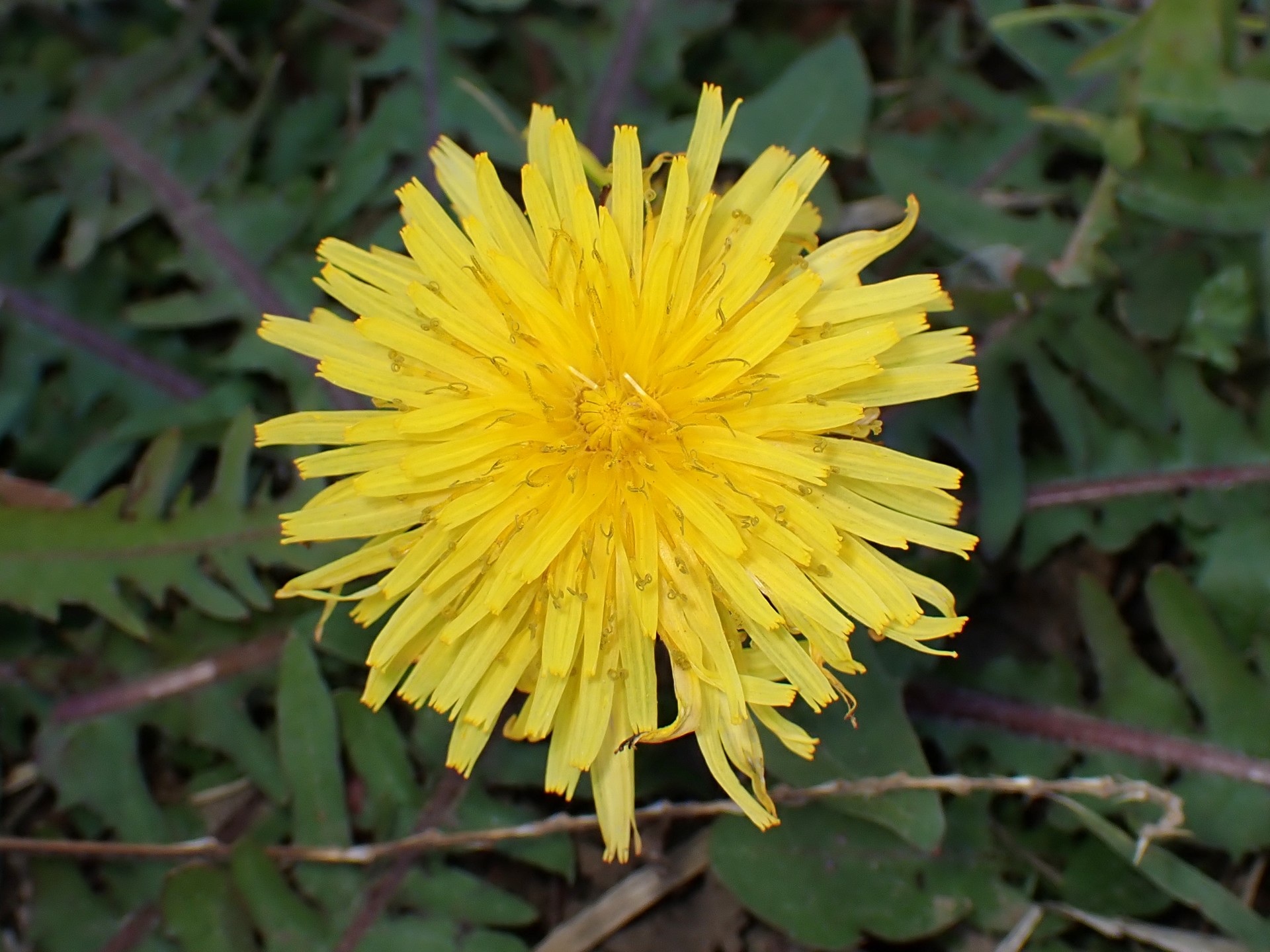 ニホンタンポポの花の高画質写真です。鮮やかな黄色の花が一輪写っています。横浜市 青葉区 寺家ふるさと村で、2023年12月17日に撮影したものです。