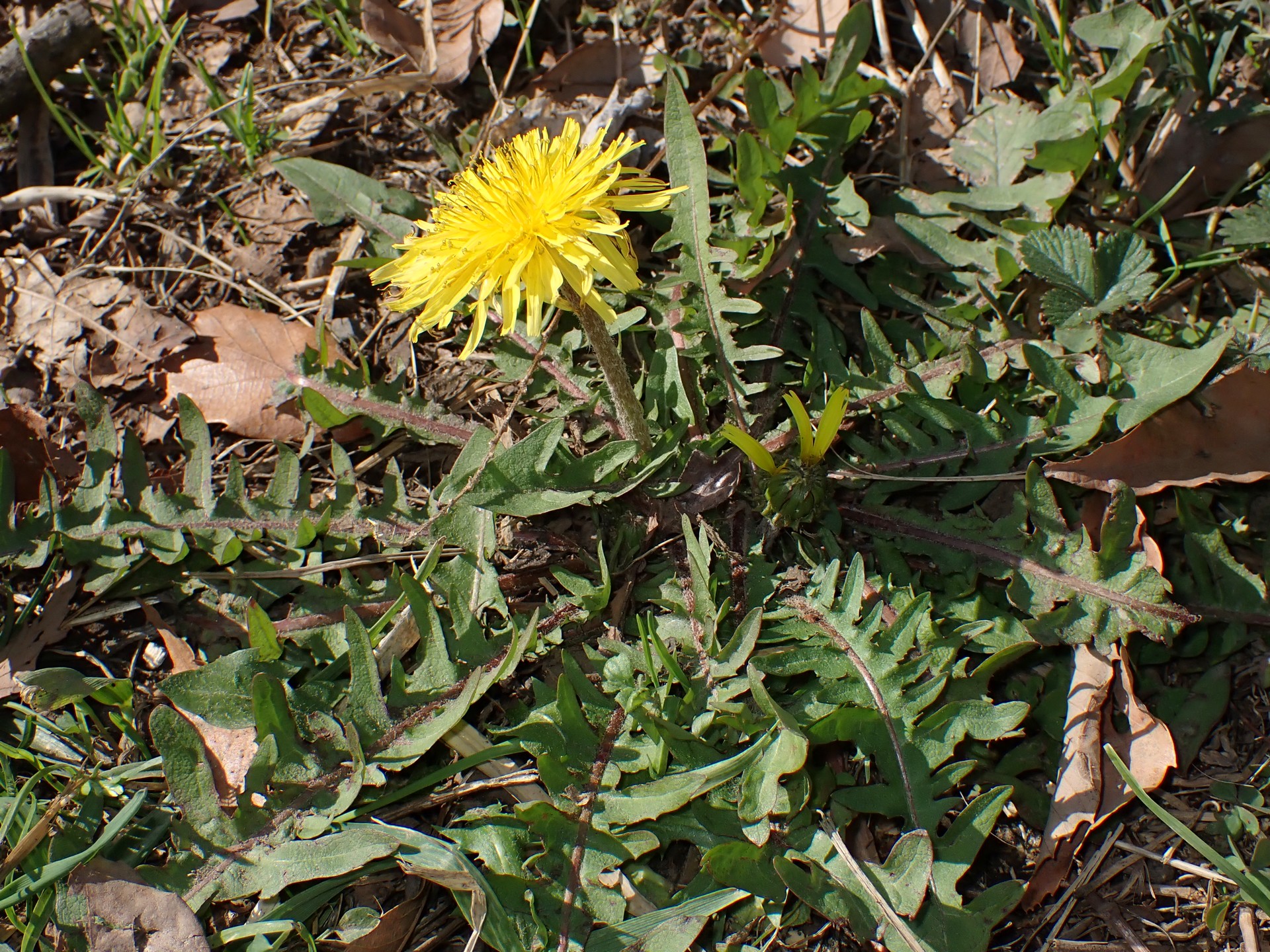 ニホンタンポポの全体の様子を写した高画質写真です。葉の様子がよく判ります。横浜市 青葉区 寺家ふるさと村で、2023年12月17日に撮影したものです。