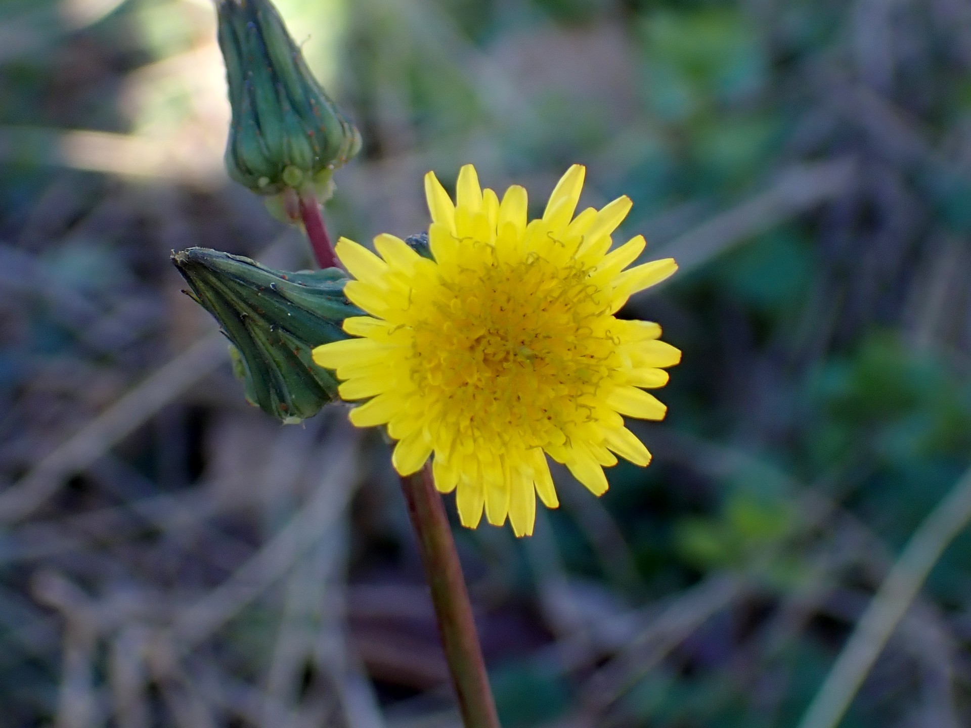 ノゲシの花の高画質写真です。本来は春の花ですが12月に咲いたものです。横浜市 青葉区 寺家ふるさと村で、2023年12月17日に撮影したものです。