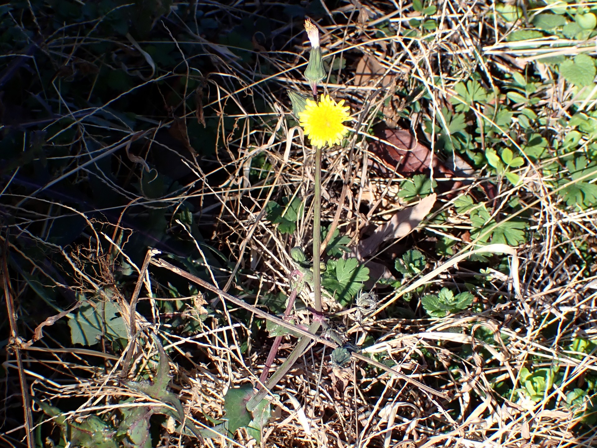 ノゲシの全体の高画質写真です。このノゲシは一度倒れた後に復活したものと思われます。横浜市 青葉区 寺家ふるさと村で、2023年12月17日に撮影したものです。