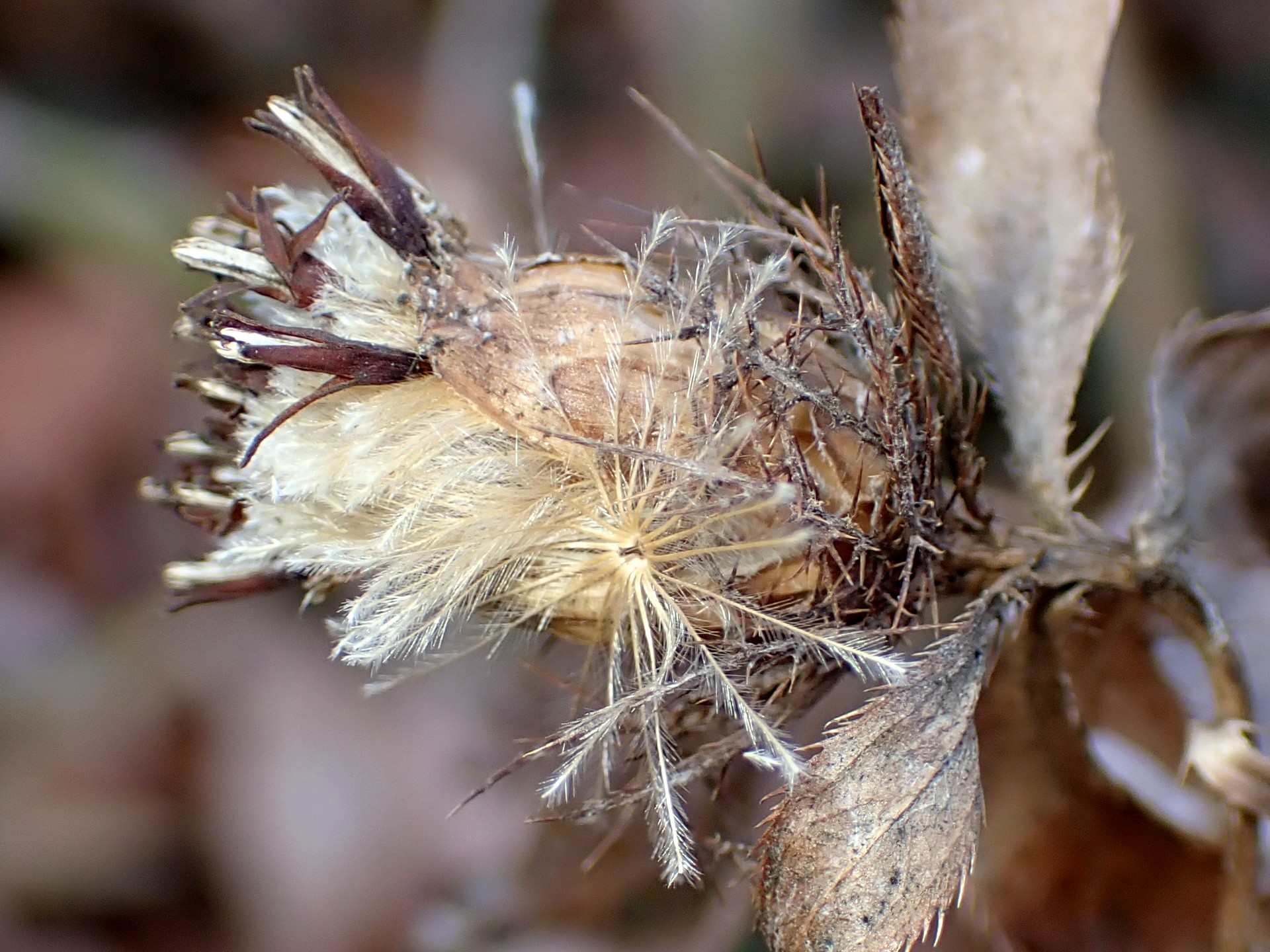 オケラの綿毛が出来始めたときの高画質写真です。種が膨らみ最初の綿毛(冠毛)が外に出た瞬間を撮った写真です。横浜市 青葉区 寺家ふるさと村で、2023年12月22日に撮影したものです。