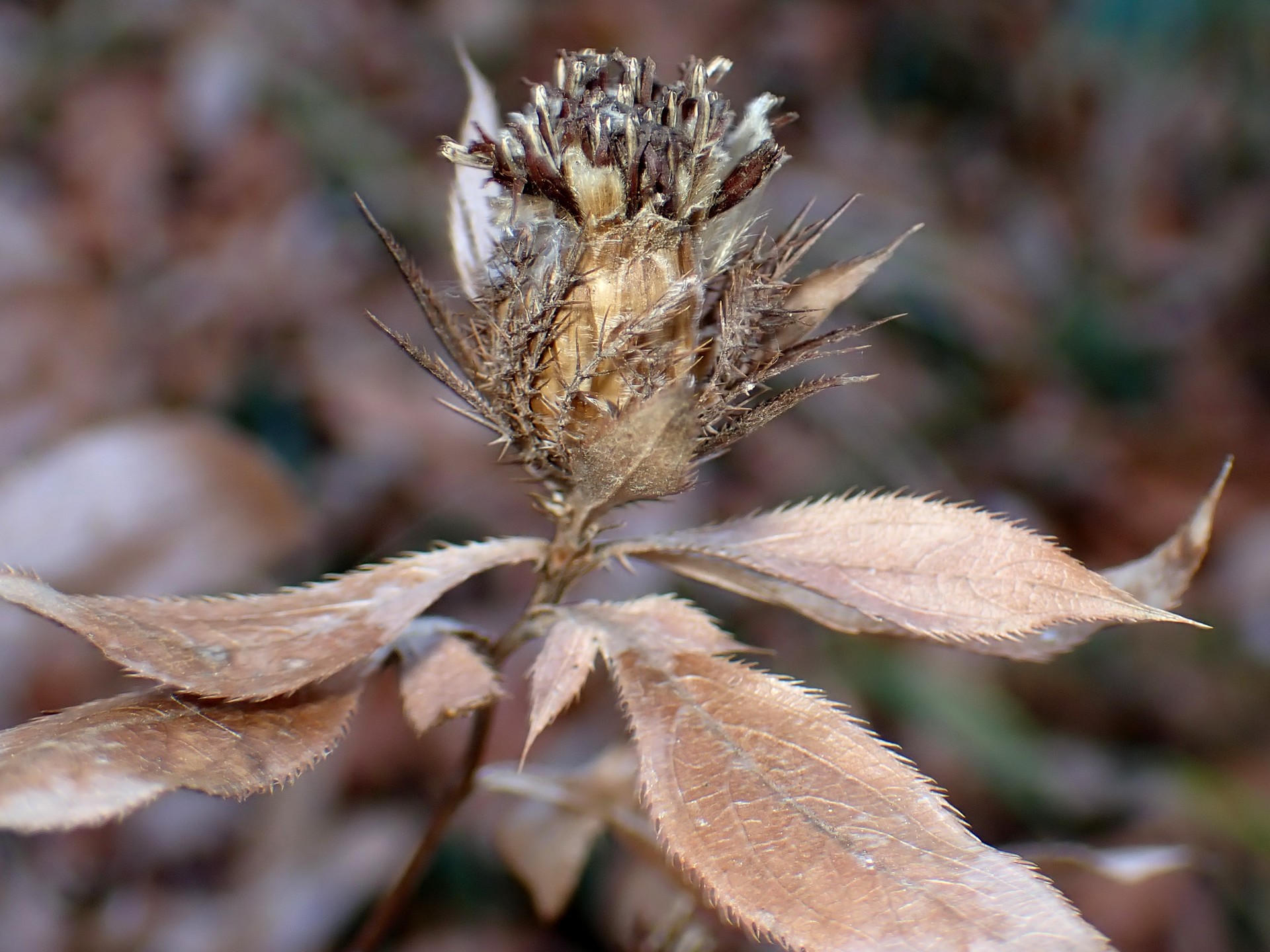 オケラの種の部分が膨らみ、綿毛(冠毛)がまだ外に出る前の高画質写真です。横浜市 青葉区 寺家ふるさと村で、2023年12月22日に撮影したものです。