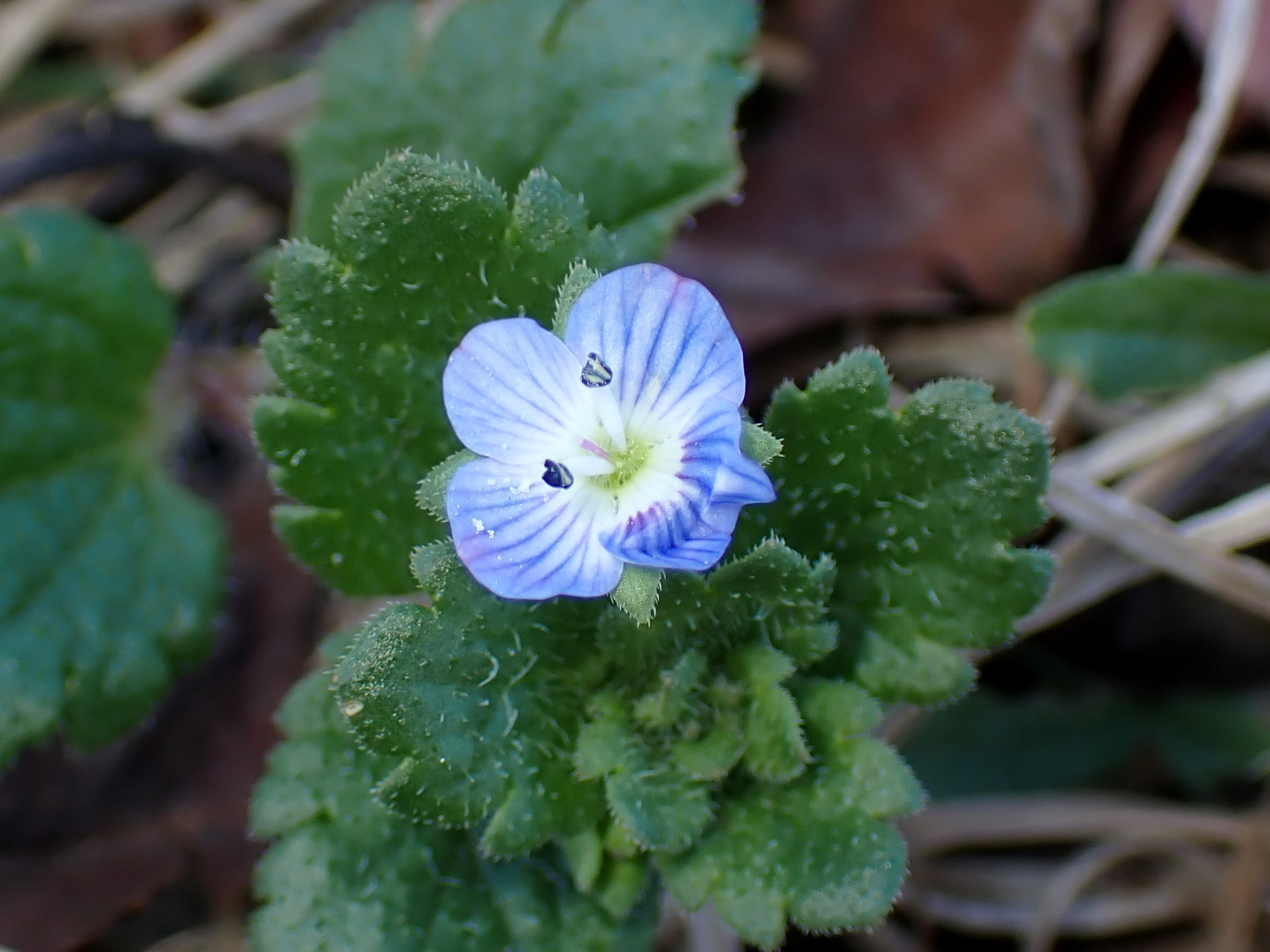 オオイヌノフグリの花の高解像度写真です。本来は早春に咲く花ですが、今年は12月のたくさんの花が咲いています。横浜市 青葉区 寺家ふるさと村で、2023年12月17日に撮影したものです。