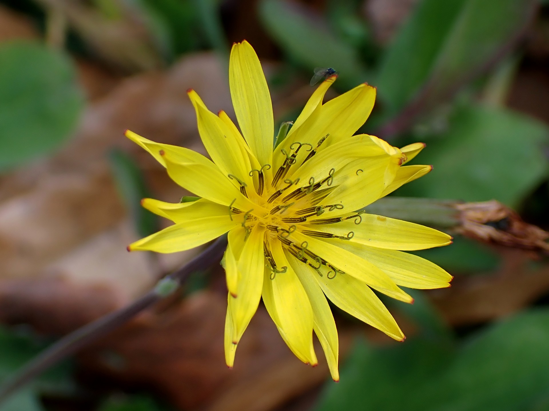 オオジシバリの花の高画質写真です。本来は春の花ですが12月に咲いたものです。昆虫の少ない季節のため、花柱の先がクルリとした同花受粉の形になっています。横浜市 青葉区 寺家ふるさと村で、2023年12月16日に撮影したものです。