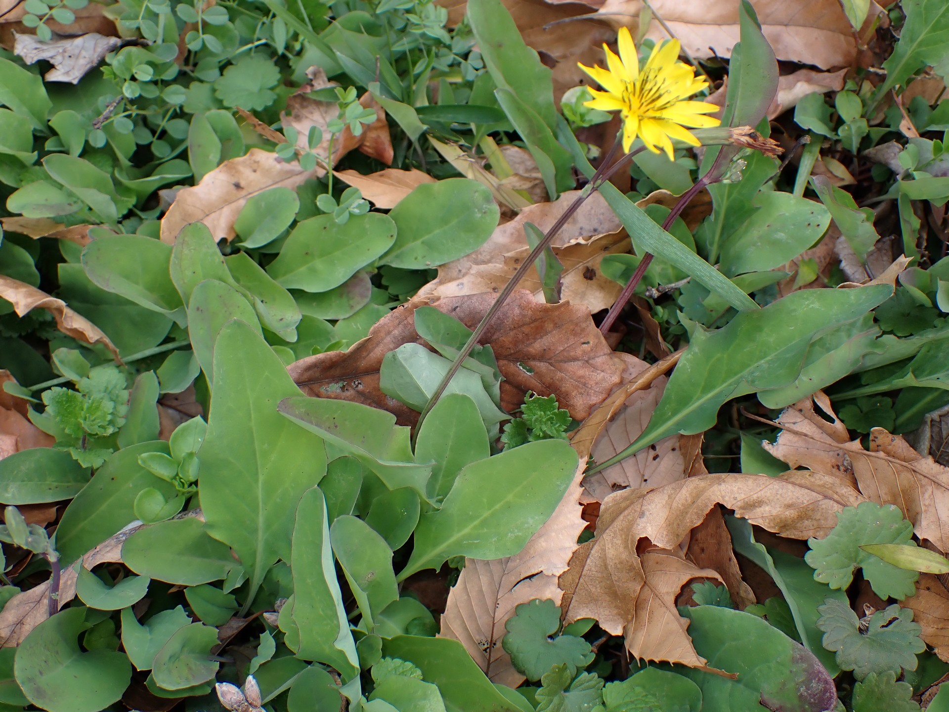 オオジシバリの全体の高画質写真です。オオジシバリのとジシバリを区別するのに重要なヘラ形の葉が写っています。横浜市 青葉区 寺家ふるさと村で、2023年12月16日に撮影したものです。