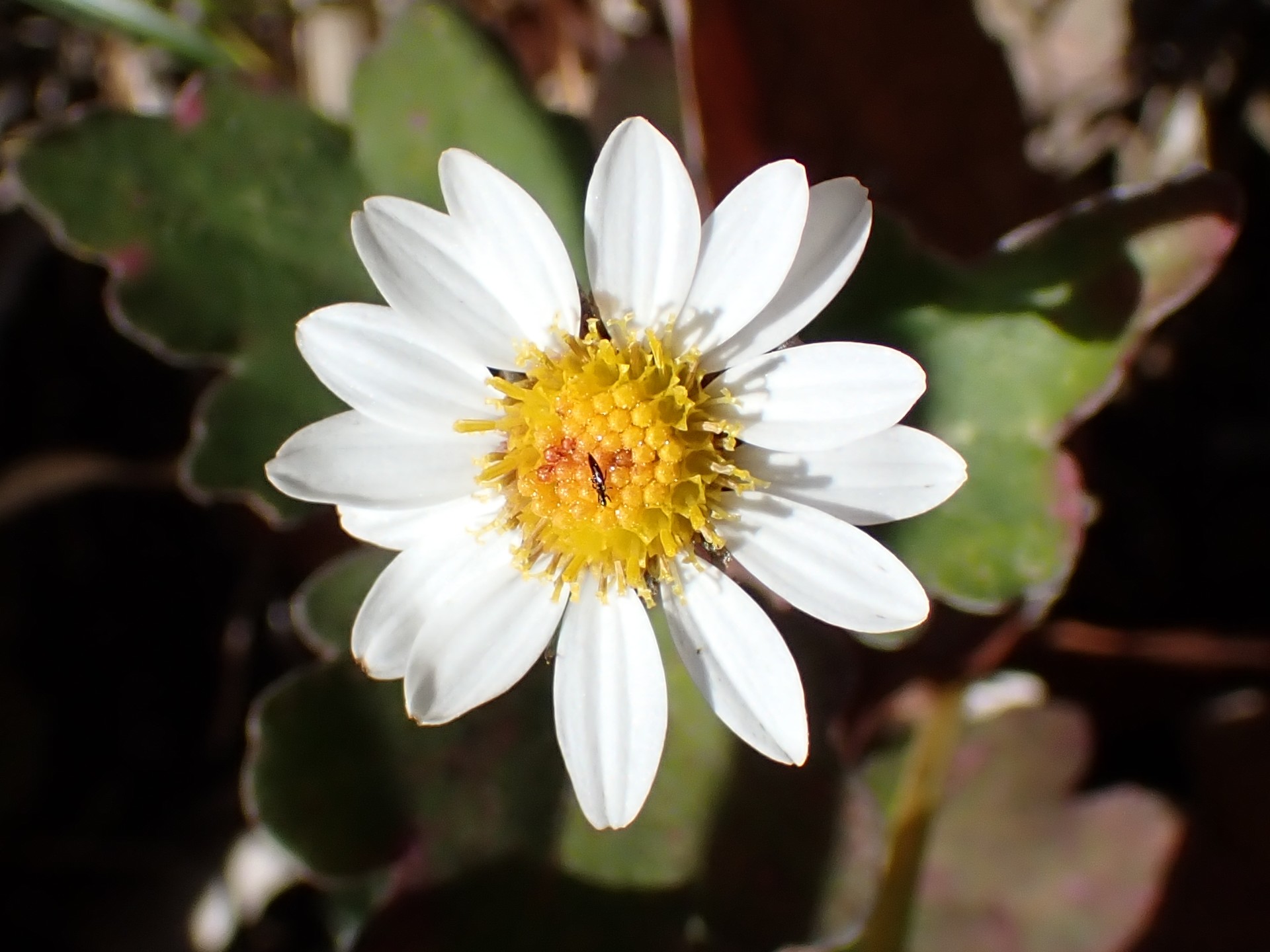 リュウノウギク。本来は秋の花ですが、12月半ばに咲いている写真です。