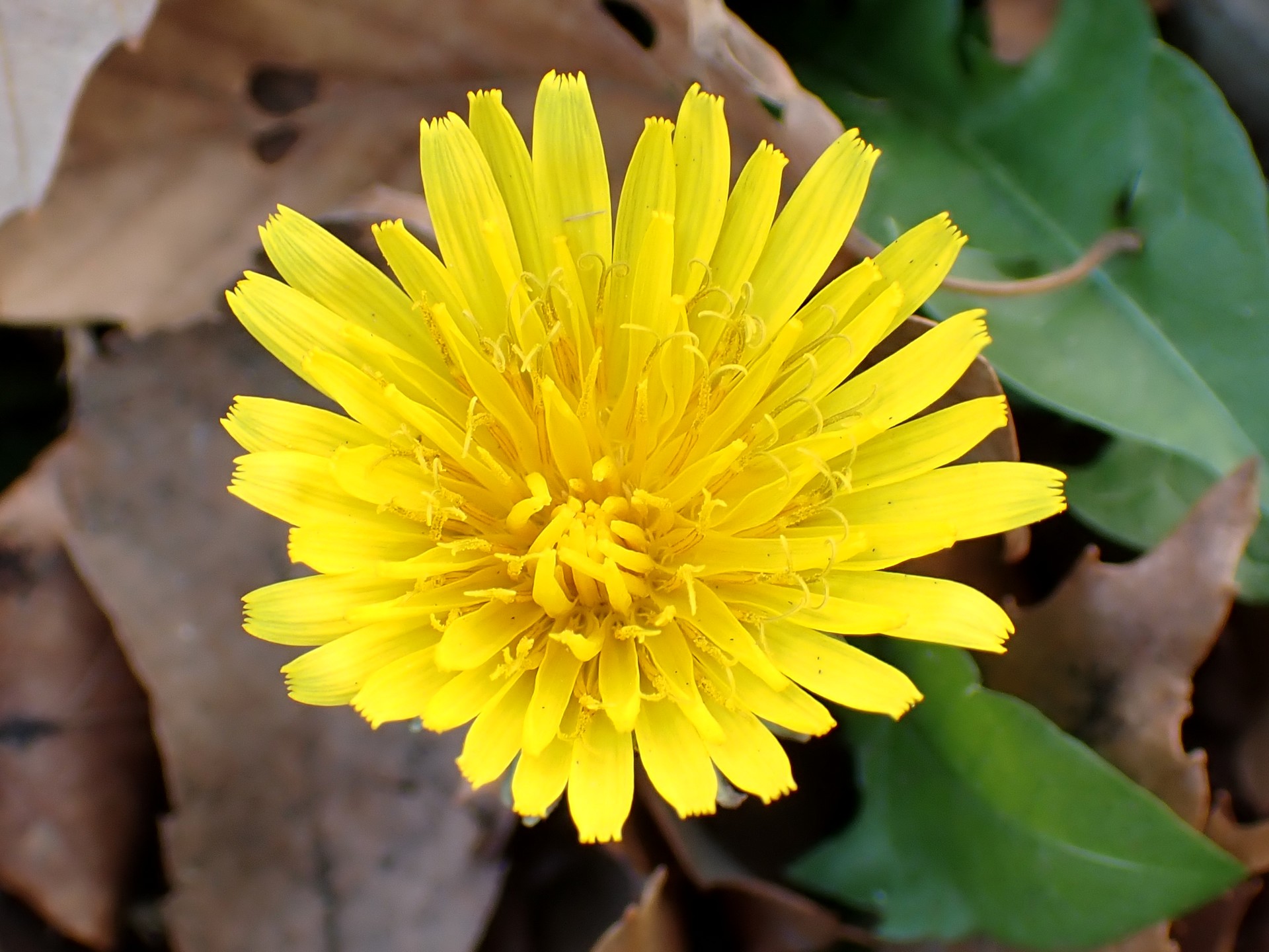 セイヨウタンポポの花の高画質写真です。まだ若い花で中央には開ききっていない小花があります。その周りには先が二つに分かれた雌しべがはっきり写っています。横浜市 青葉区 寺家ふるさと村で、2023年12月19日に撮影したものです。