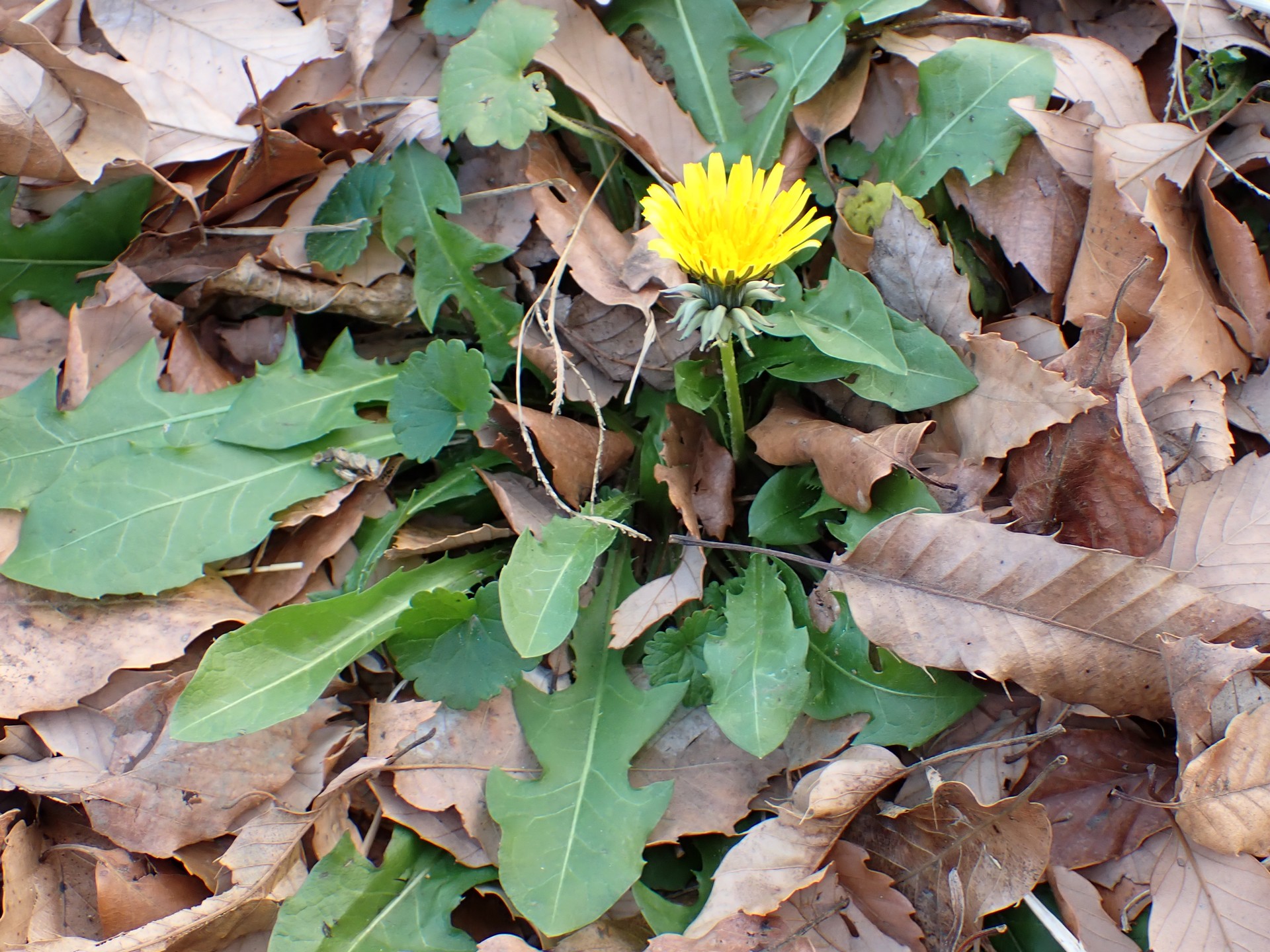 セイヨウタンポポの全体の高画質写真です。花、茎、葉の様子がよく判ります。横浜市 青葉区 寺家ふるさと村で、2023年12月19日に撮影したものです。