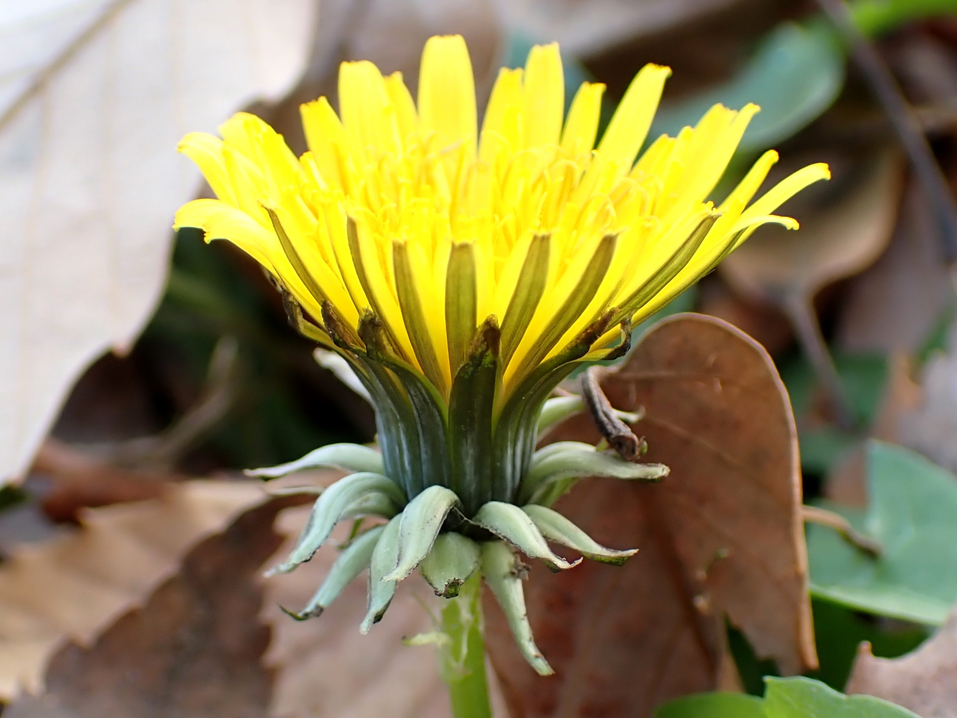 セイヨウタンポポの花を横から見た高画質写真です。セイヨウタンポポの特徴である総苞外片が反り返っている様子がよく判ります。横浜市 青葉区 寺家ふるさと村で、2023年12月19日に撮影したものです。