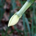 スイセンのつぼみの高画質写真です。2～3日後に咲きそうな状態です。横浜市 青葉区 寺家ふるさと村で、2023年12月28日に撮影したものです。