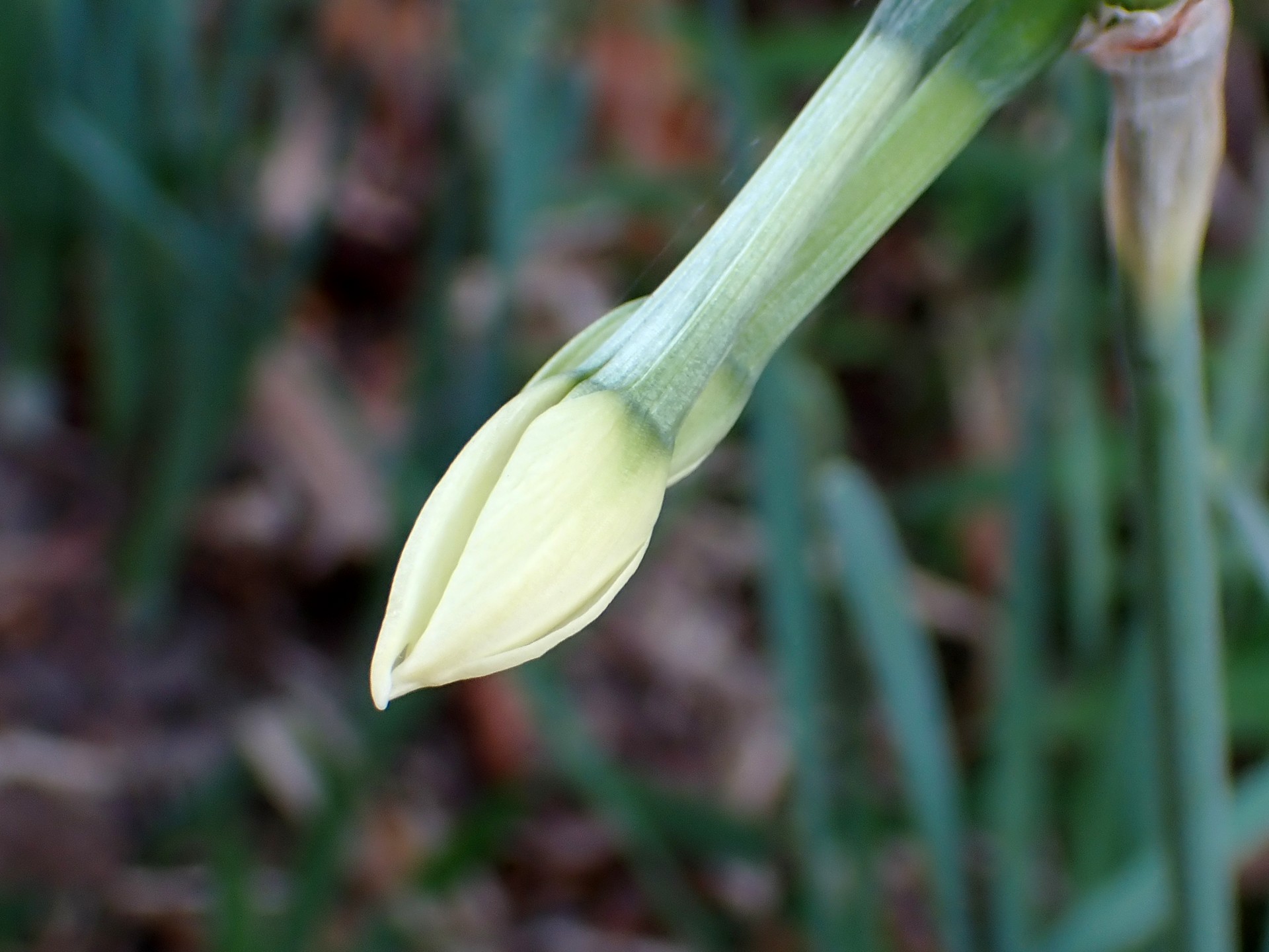 スイセンのつぼみの高画質写真です。2～3日後に咲きそうな状態です。横浜市 青葉区 寺家ふるさと村で、2023年12月28日に撮影したものです。
