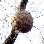 スズメバチの巣の高画質写真です。高さ約10ｍのクヌギの木に巣があります。この巣は既に使われなくなっています。横浜市 青葉区 寺家ふるさと村周辺で撮影したものです。