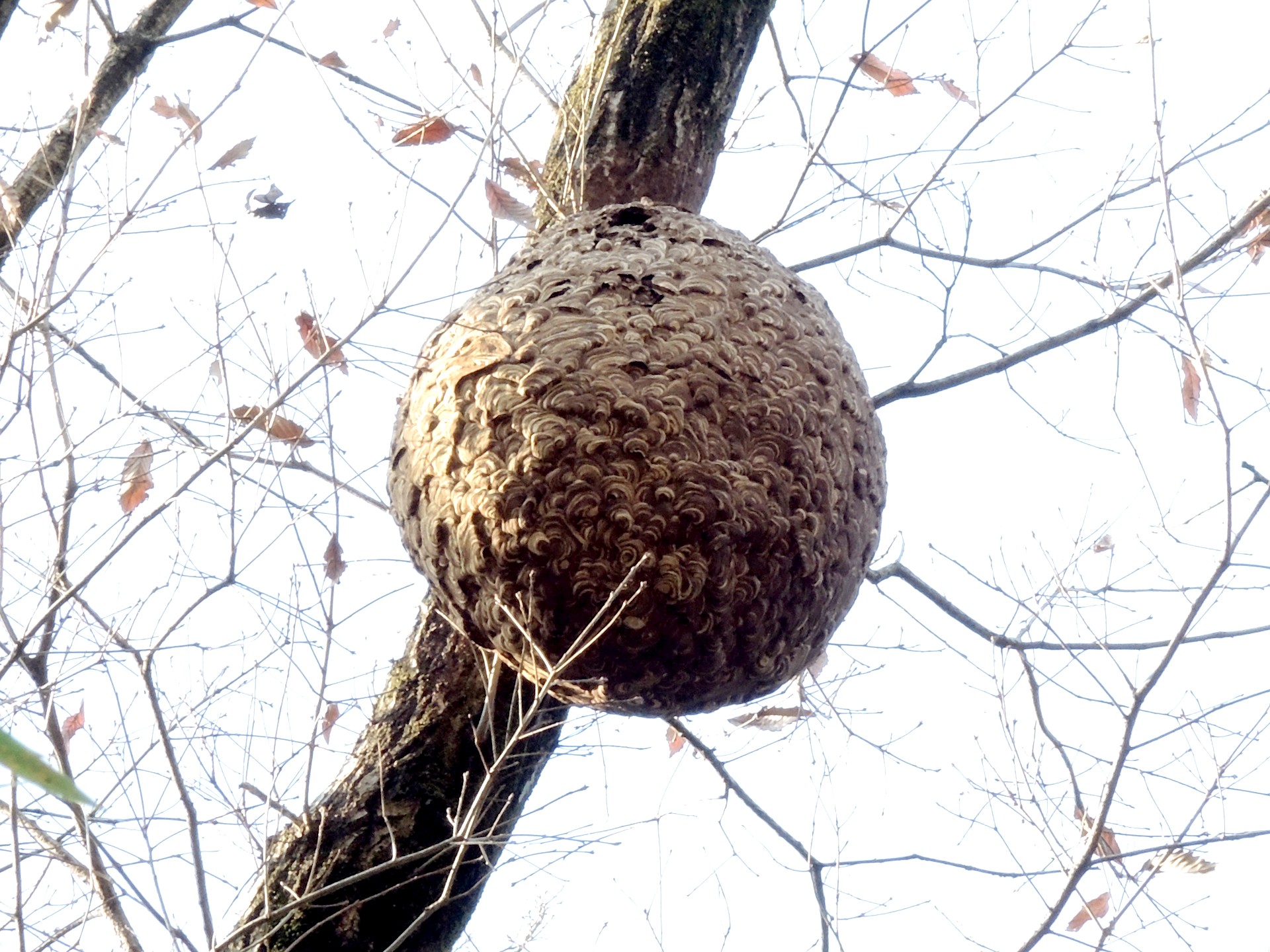 スズメバチの巣の高画質写真です。高さ約10ｍのクヌギの木に巣があります。この巣は既に使われなくなっています。横浜市 青葉区 寺家ふるさと村周辺で撮影したものです。