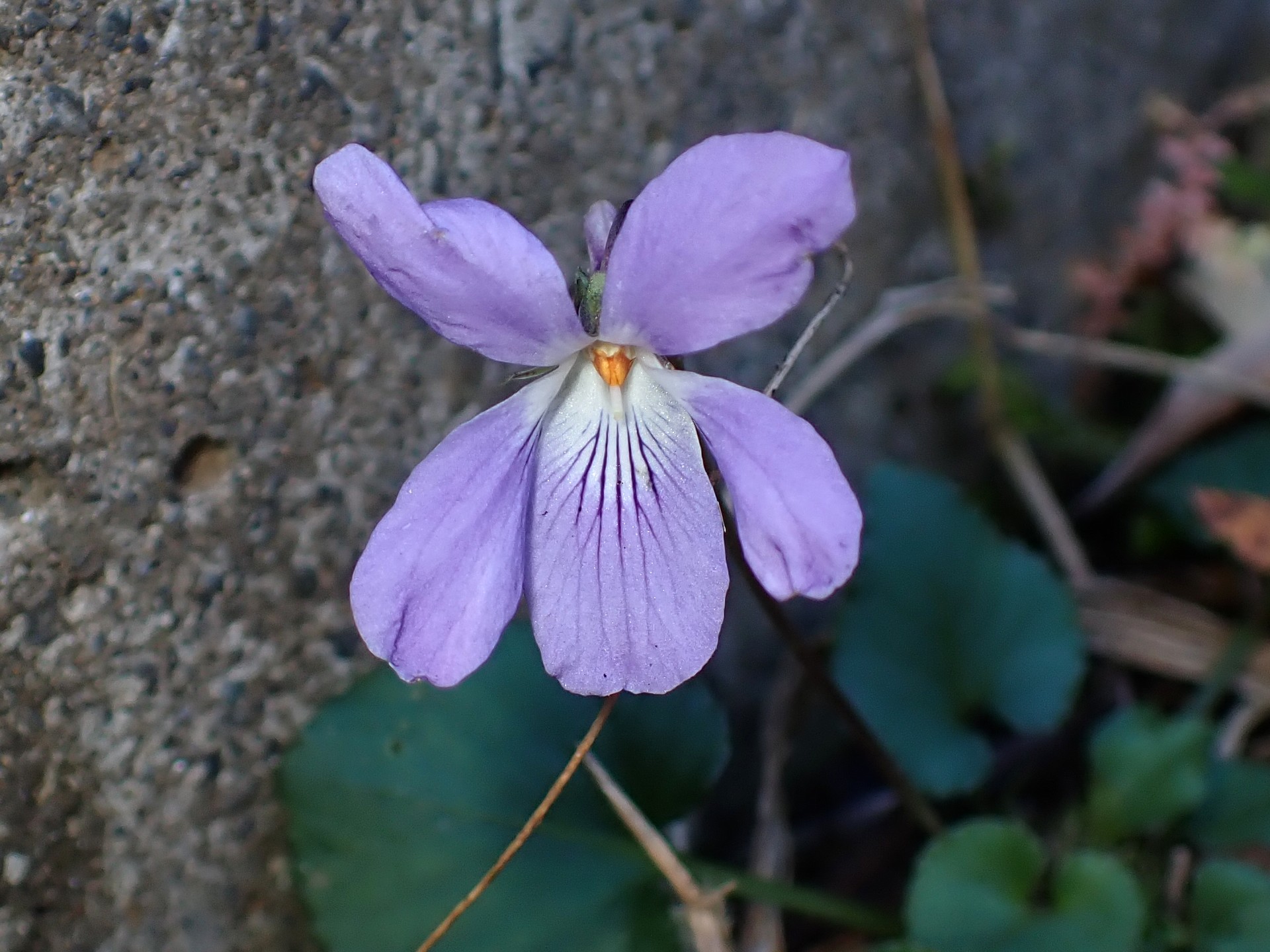 タチツボスミレの花の高画質写真です。薄紫色の5枚の花弁が綺麗に写っています。横浜市 青葉区 寺家ふるさと村で、2023年12月17日に撮影したものです。