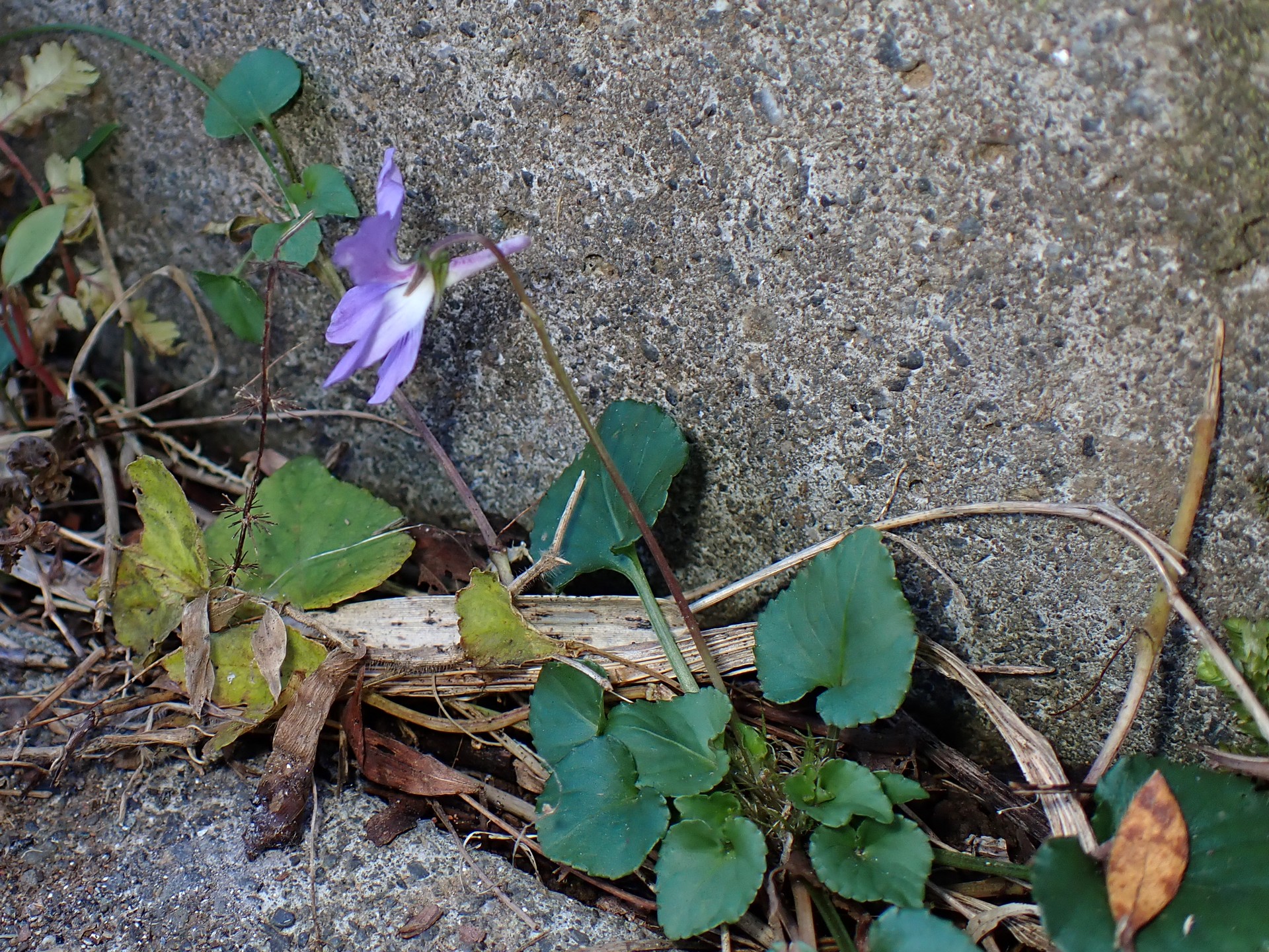 タチツボスミレの全体の高画質写真です。花、葉がはっきり写っています。コンクリートの隙間でスミレが育っている様子が判ります。横浜市 青葉区 寺家ふるさと村で、2023年12月17日に撮影したものです。