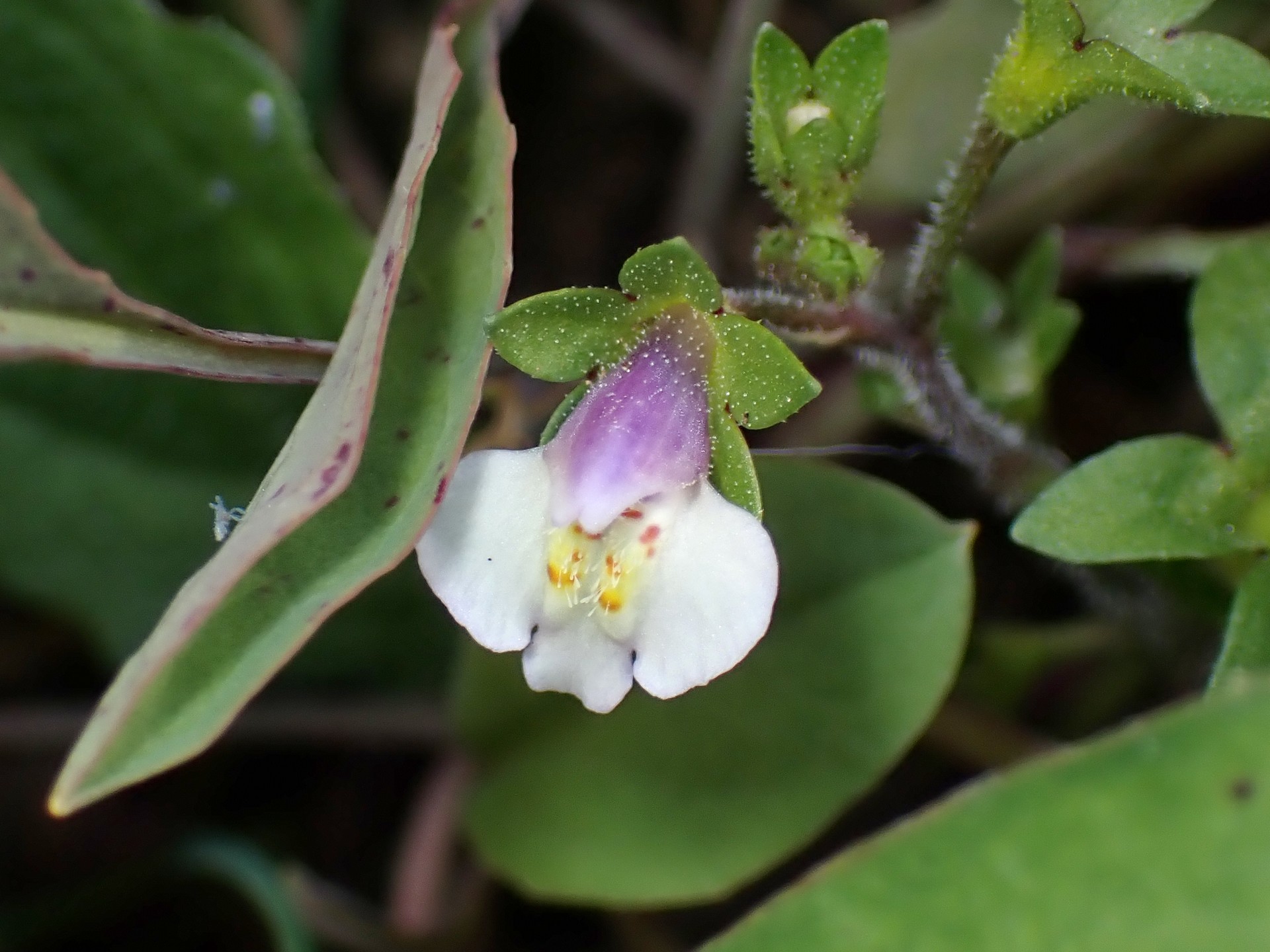 トキワハゼの花の高画質写真です。腺毛がはっきり写っています。横浜市 青葉区 寺家ふるさと村で、2023年12月17日に撮影したものです。
